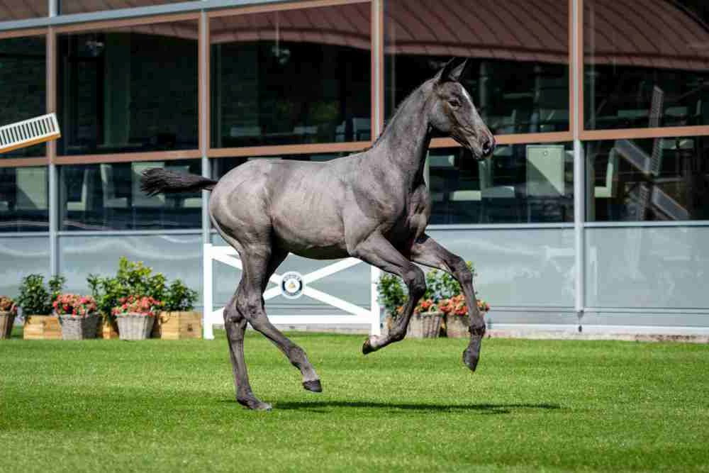 Colorado J, colt by Cardento — Stallion · 5y