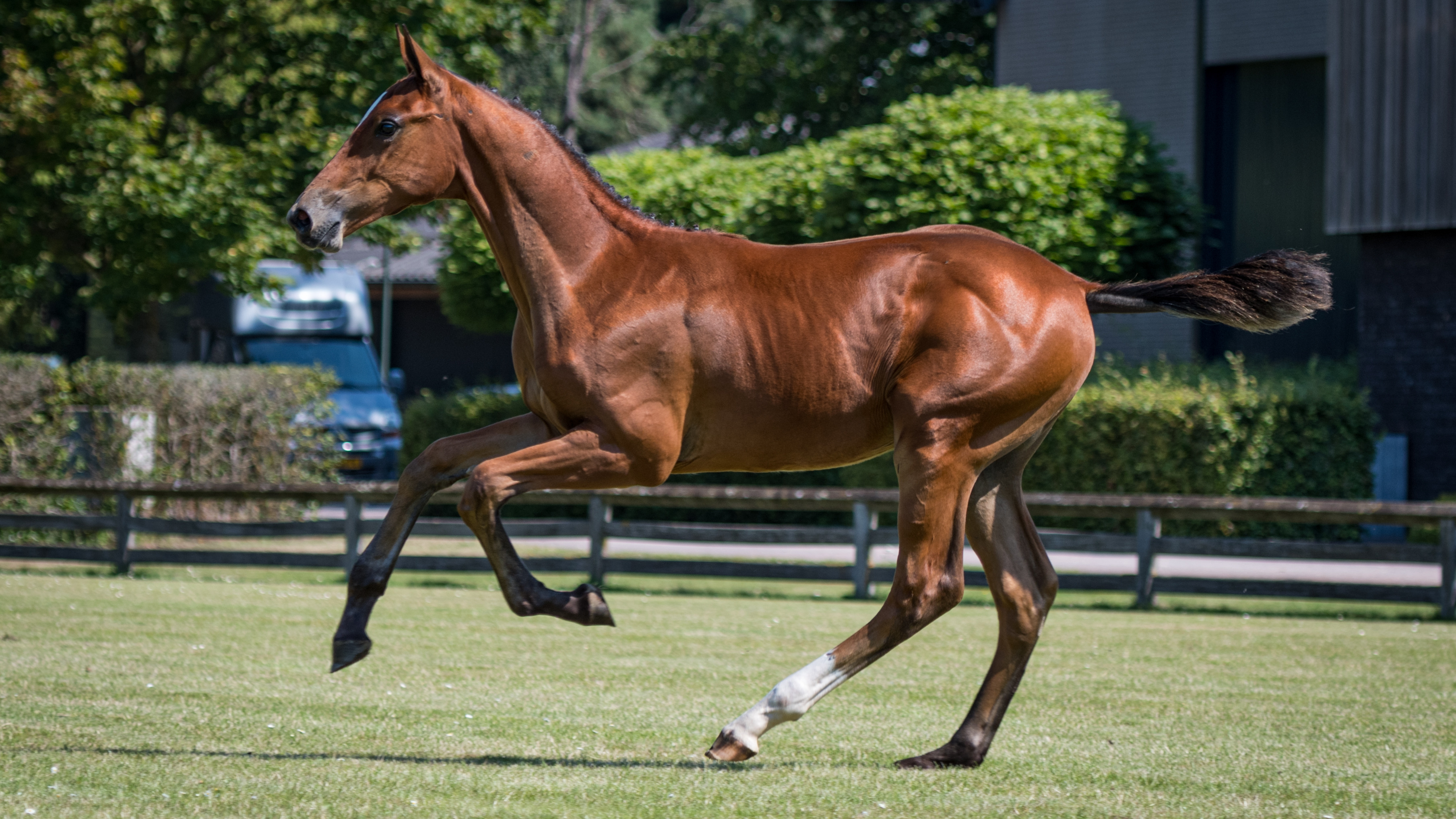 Pontiac, colt by Zirocco Blue VDL — Stallion · 6y