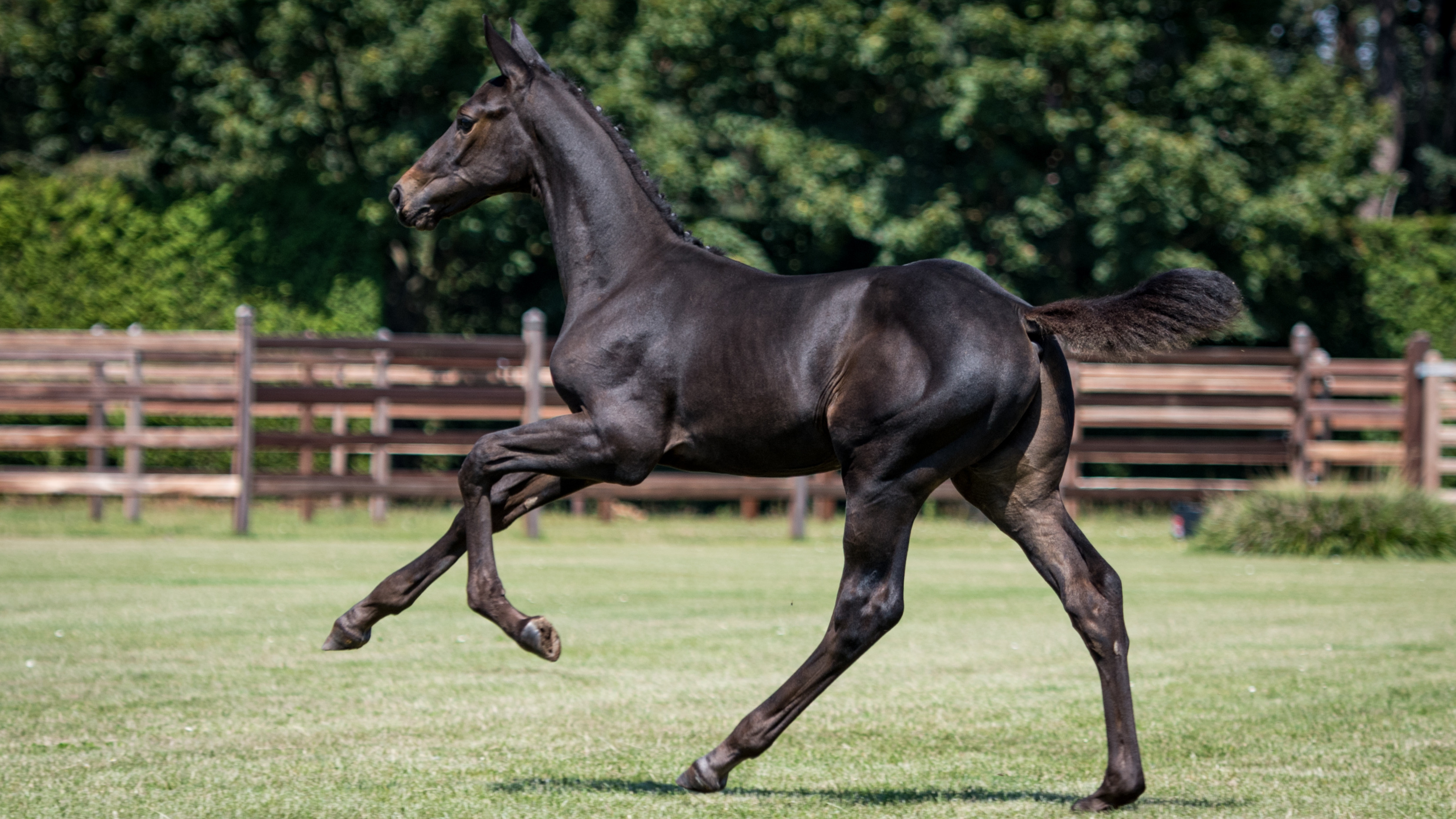 Dimino Eurohill Z, colt by Dominator 2000 Z — Stallion · 26y