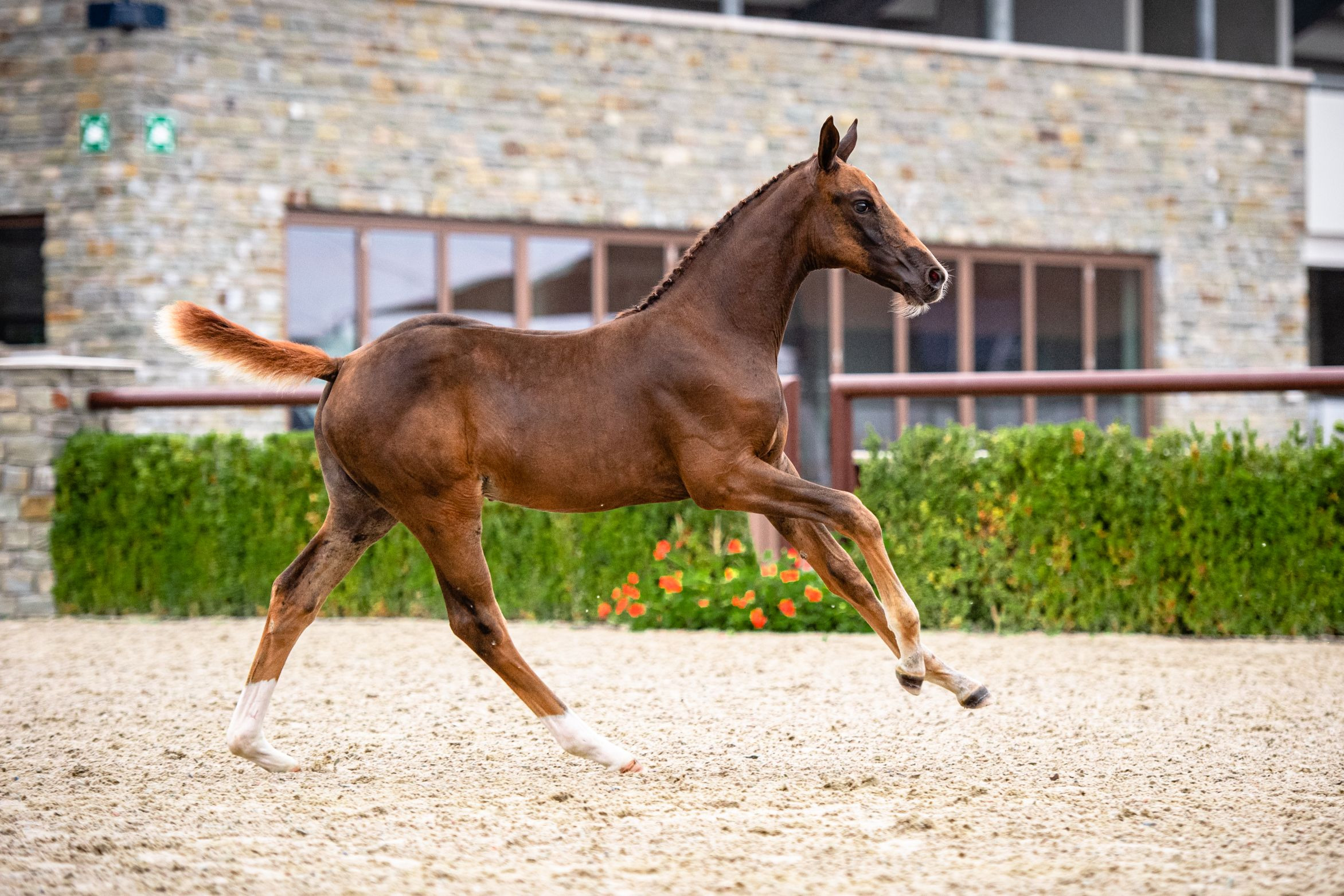Davina van Klein Statum Z — Mare · 5y
