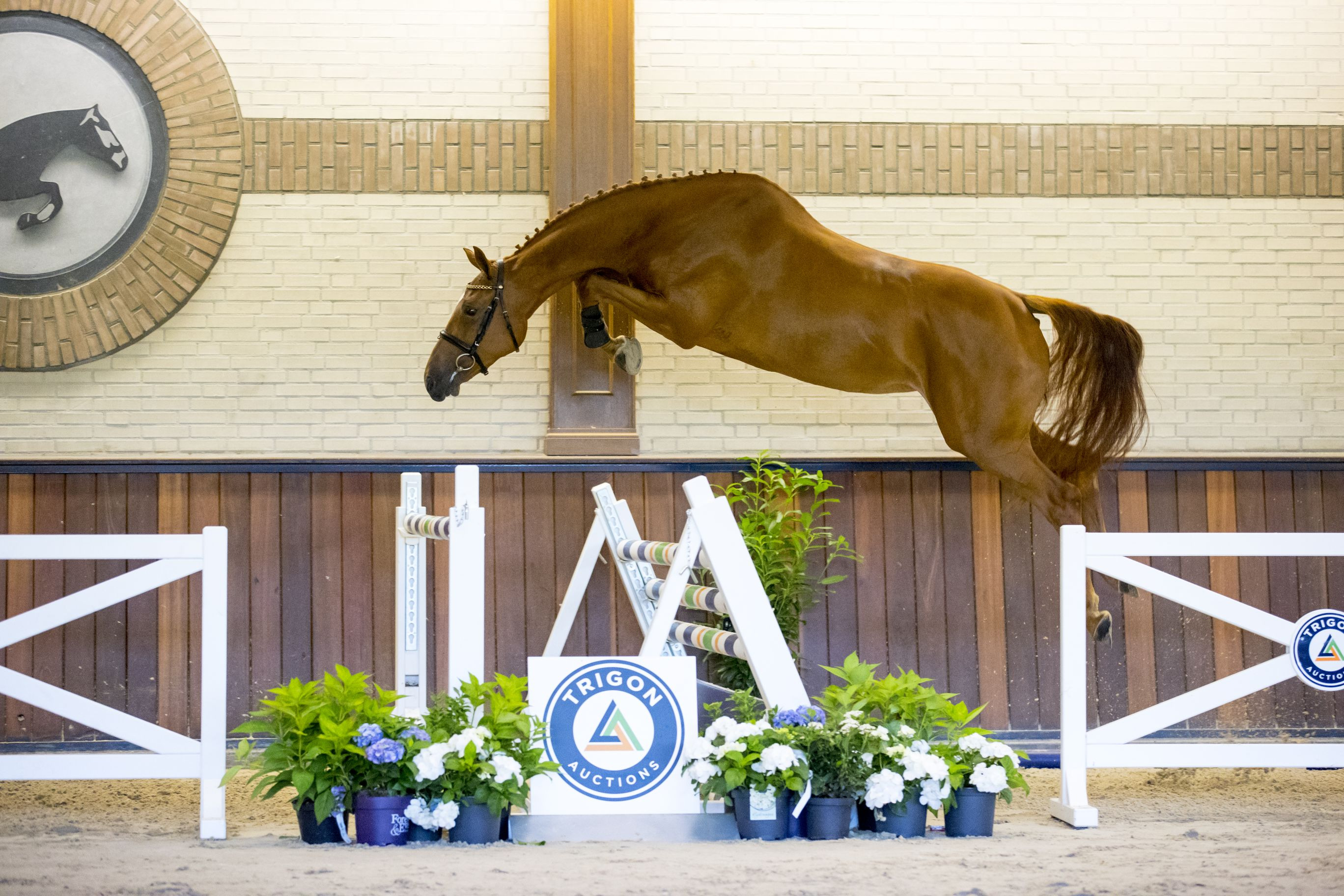 Nolivia VDL — Stallion · 8y