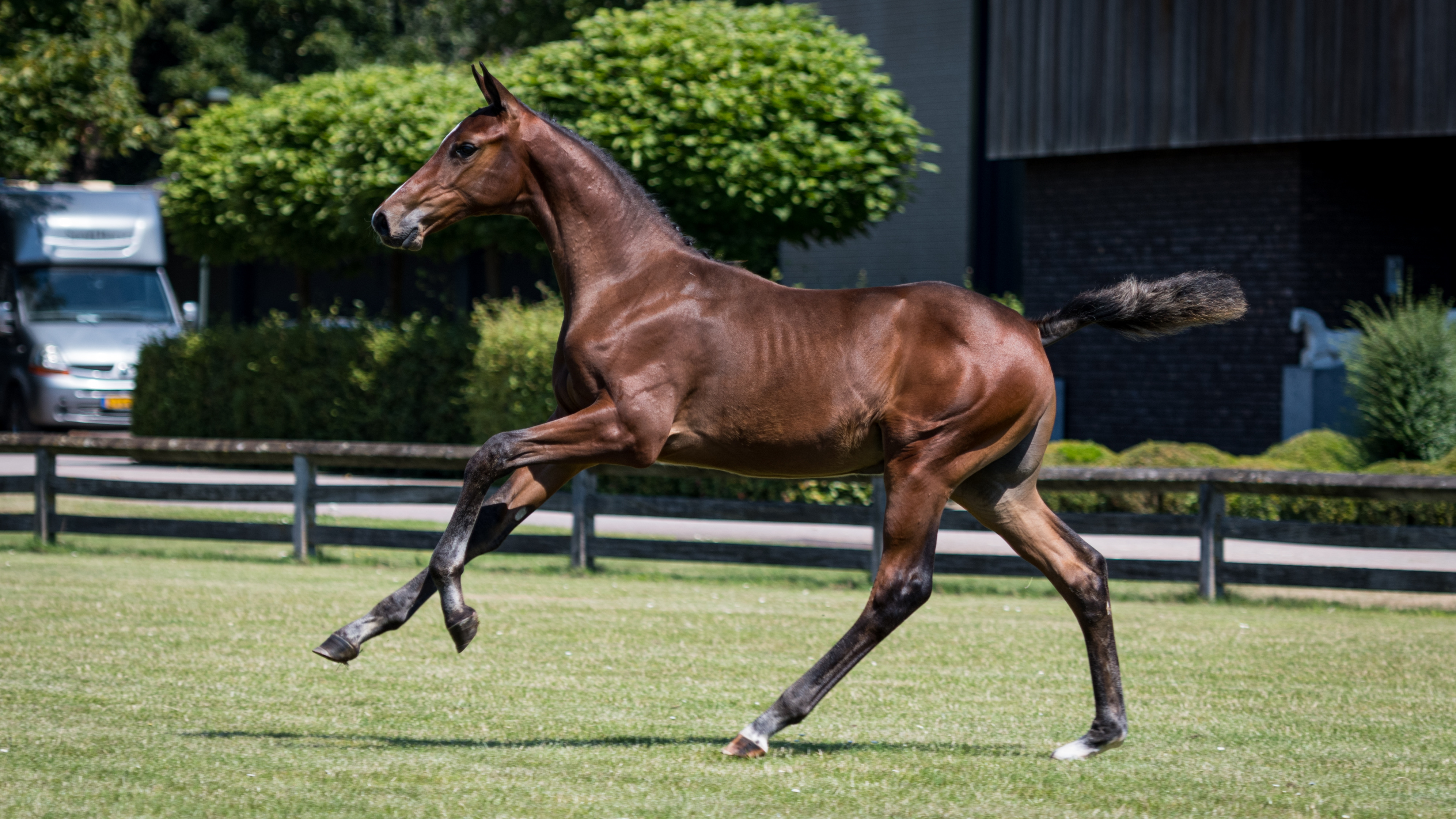 Porter ST, colt by Grand Slam VDL — Stallion · 6y