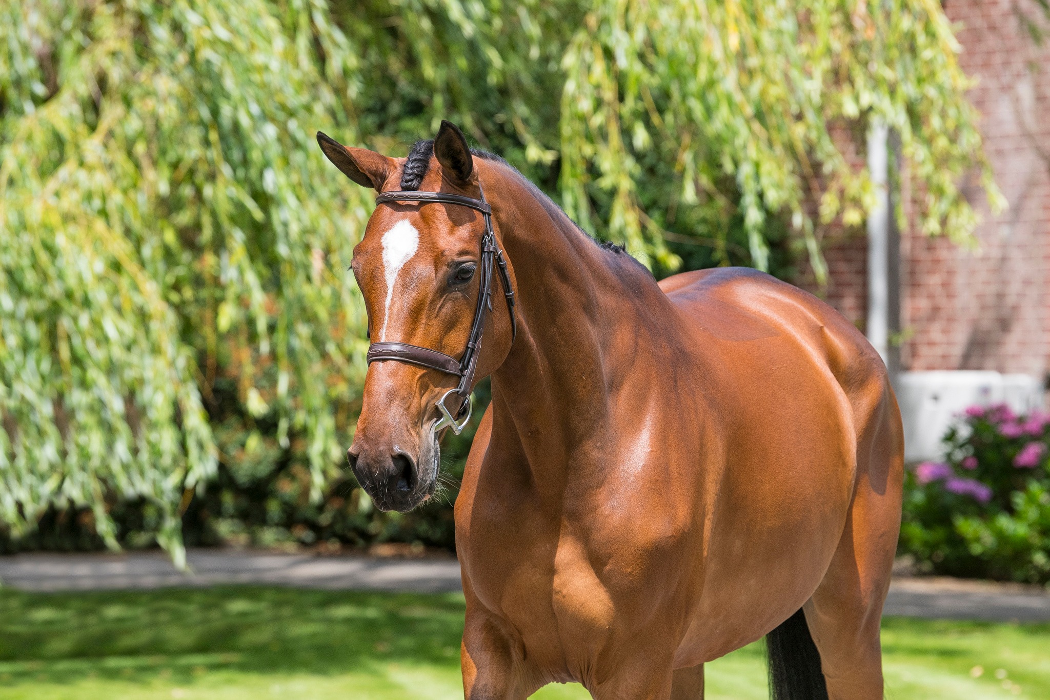 Gold Digger Z – Dutch Sport Horse Sales