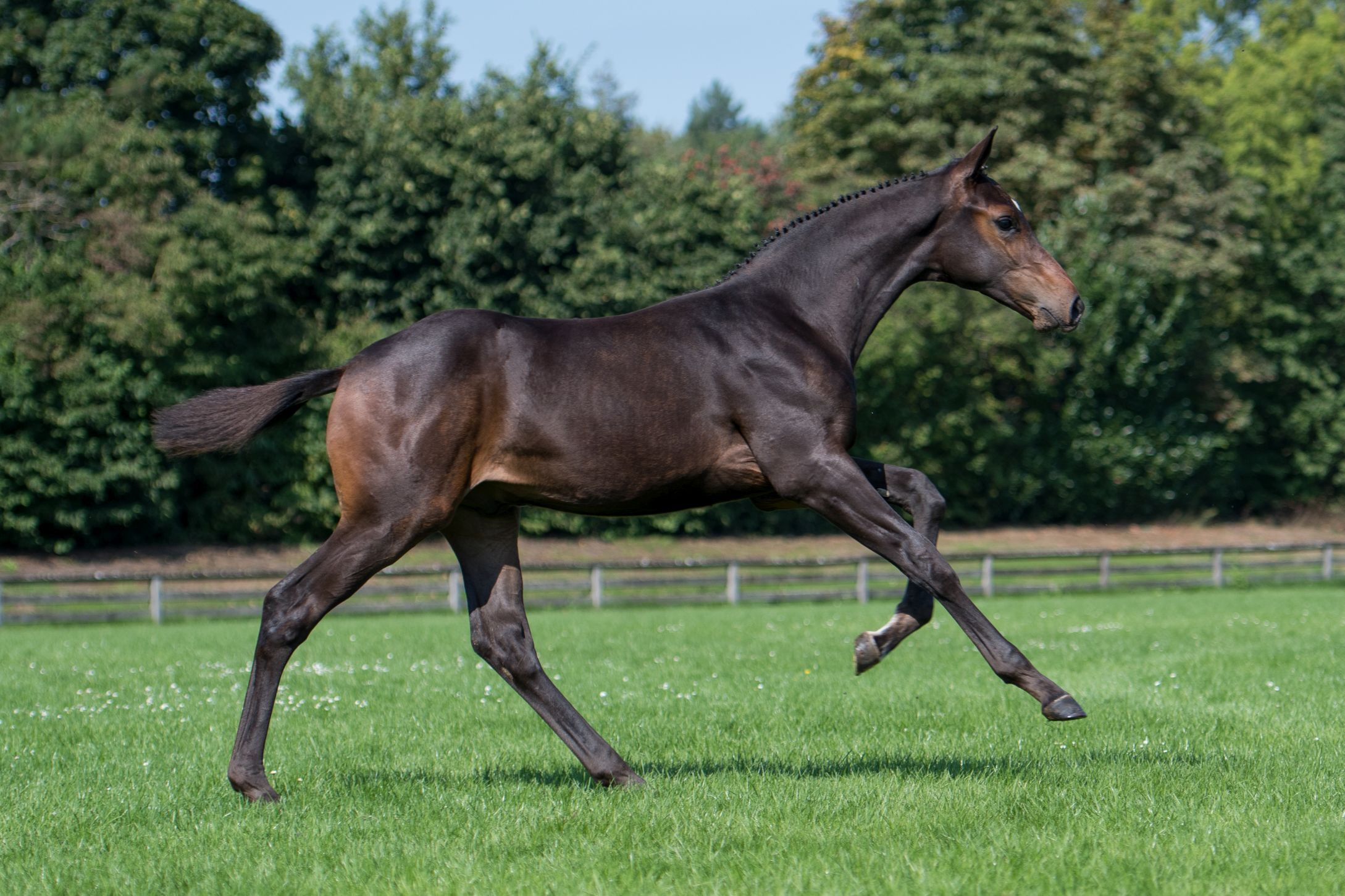 Perfect FZ, colt by Panenka de Kalvarie — Stallion · 6y