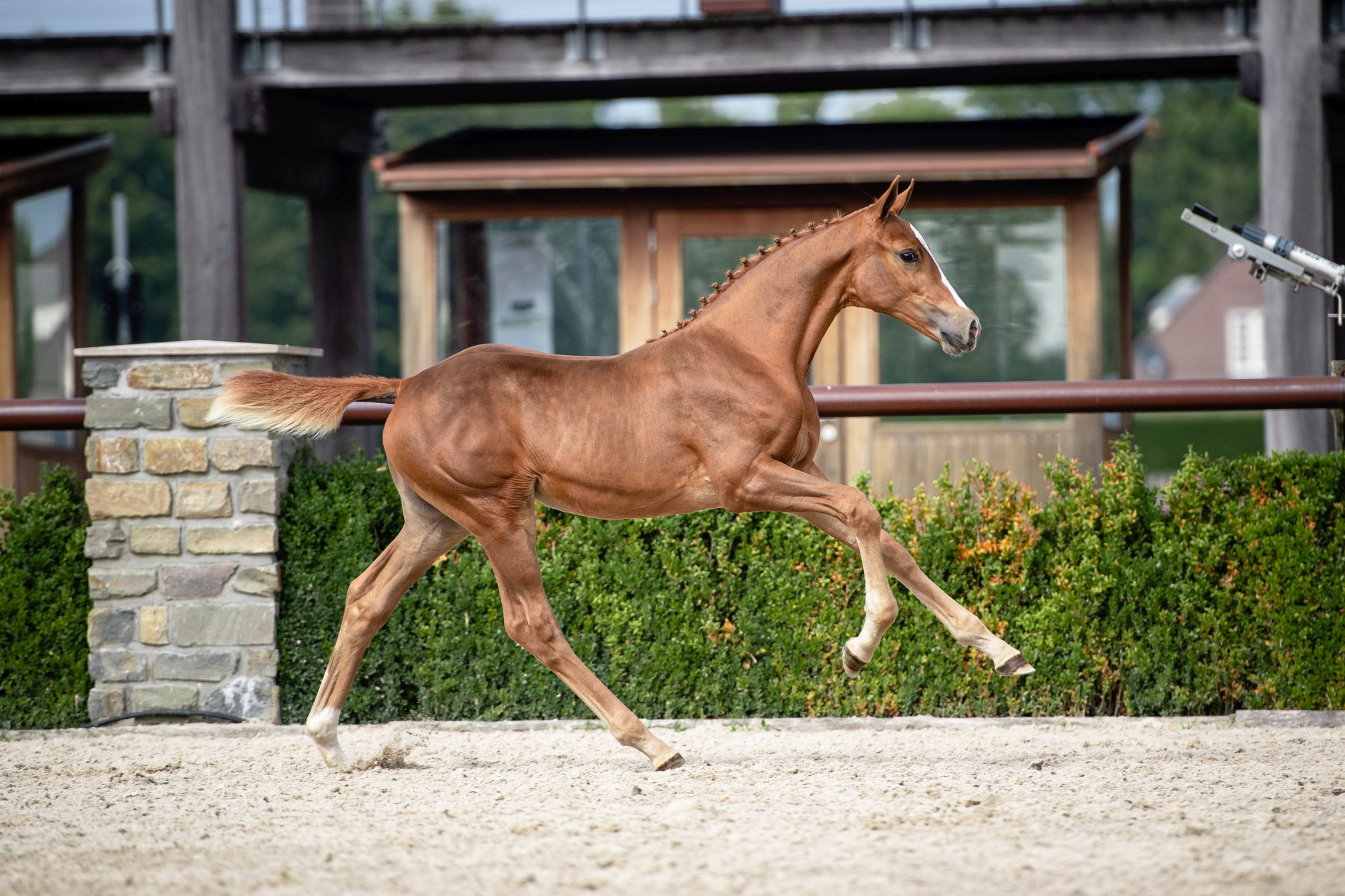 Rusa H — Filly · 5y