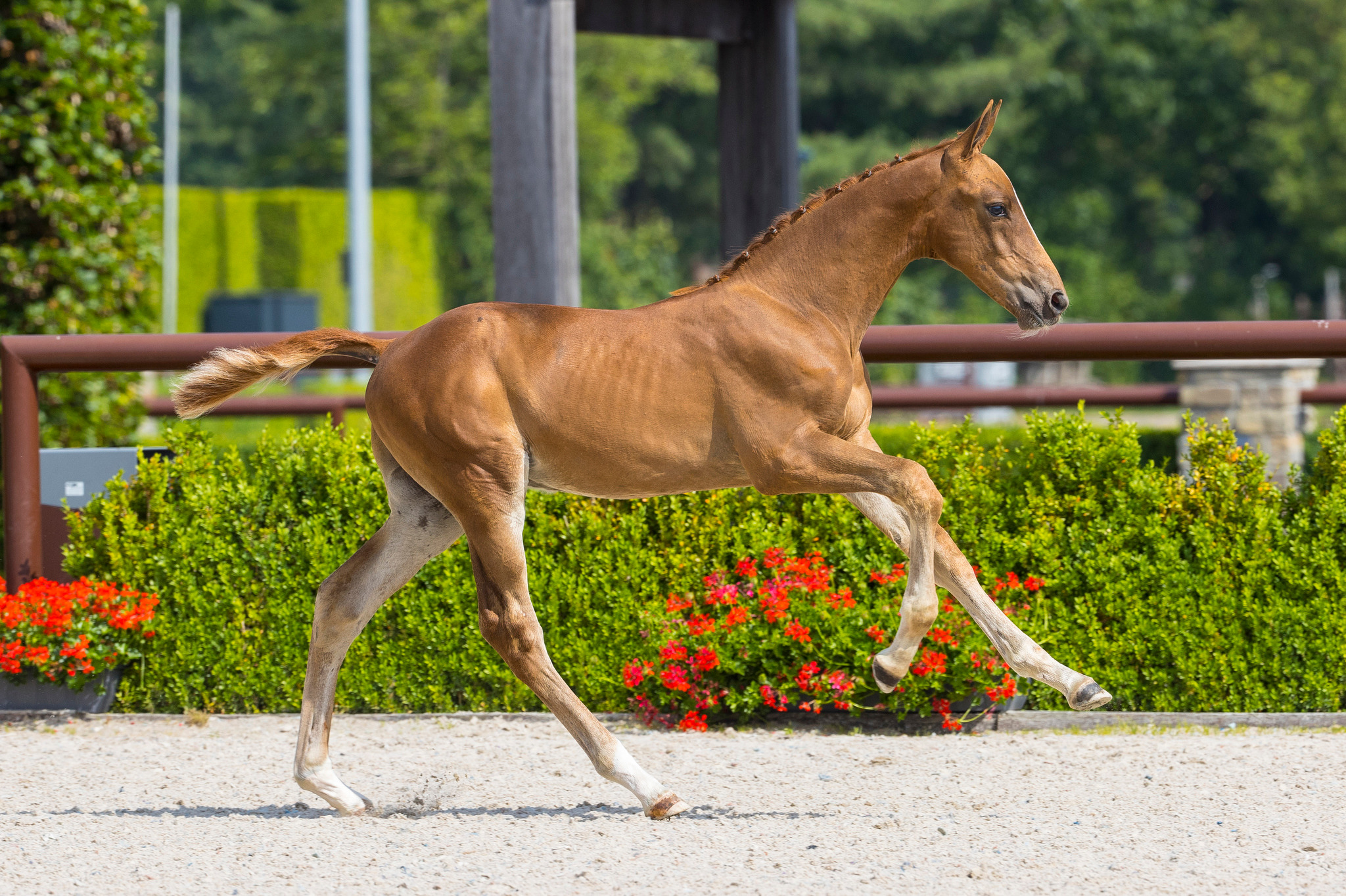 Balyno-K van Kattenheye — Mare · 5y
