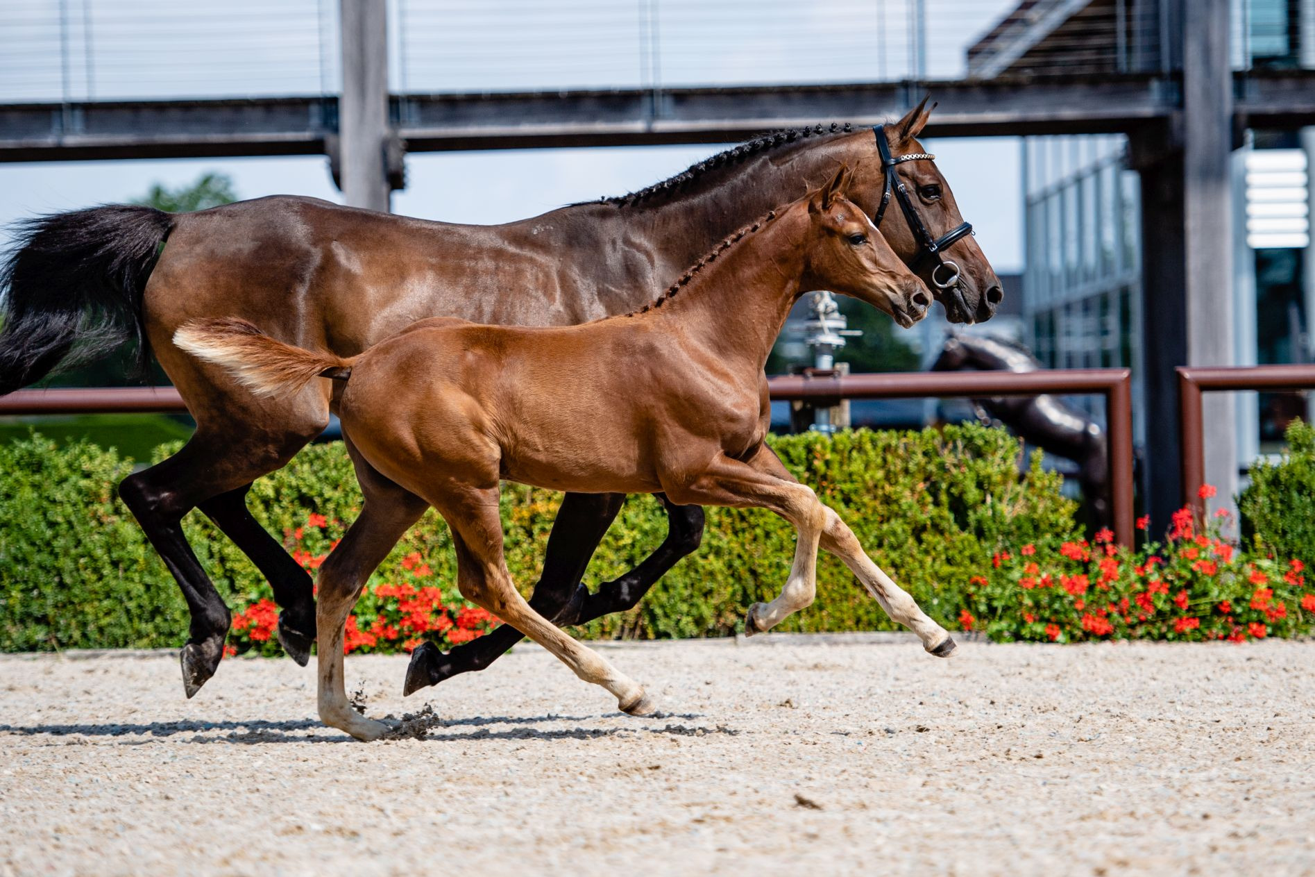 Lady Dragonfly — Filly · 5y
