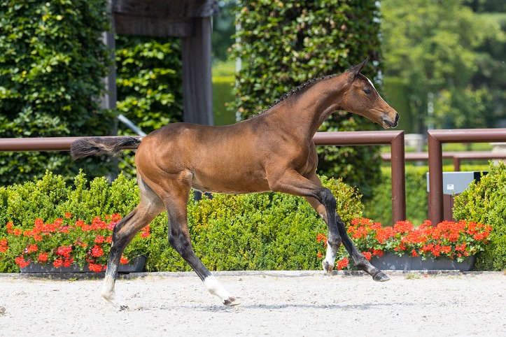 Raloma — Stallion · 5y