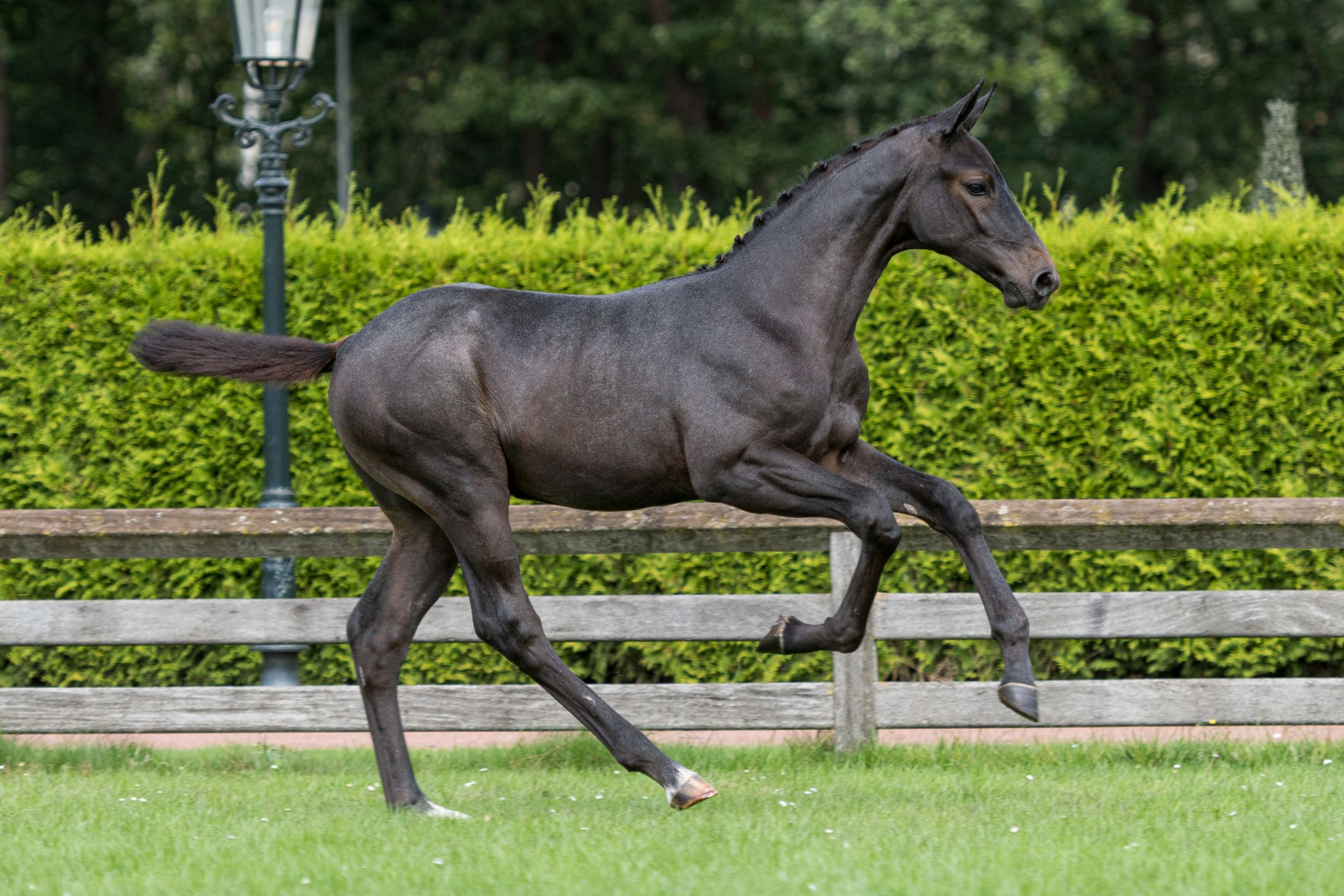 Cremona HE Z, colt by Cornet Obolensky — Stallion · 6y