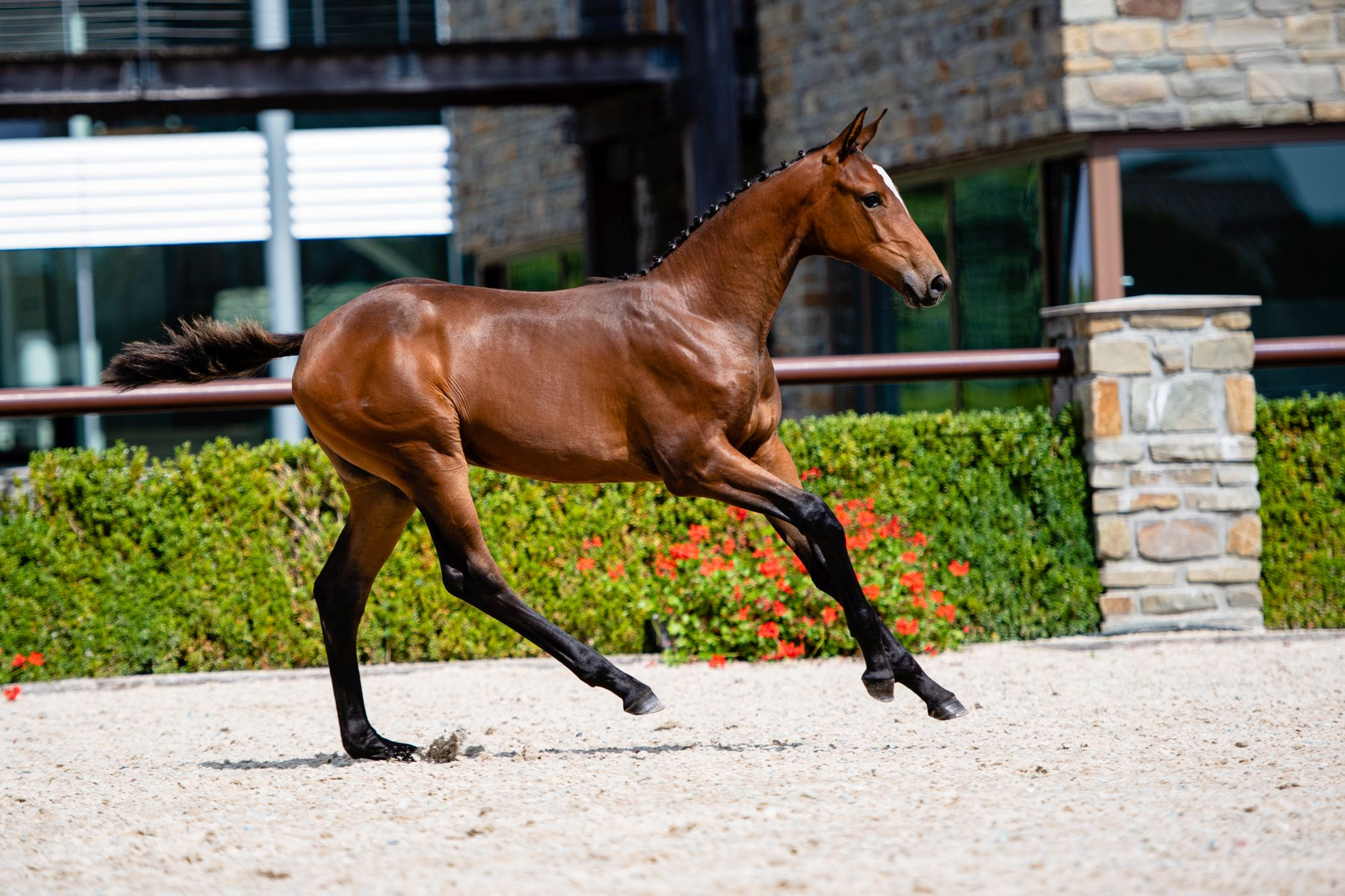 Qezley Royal Z — Stallion · 5y