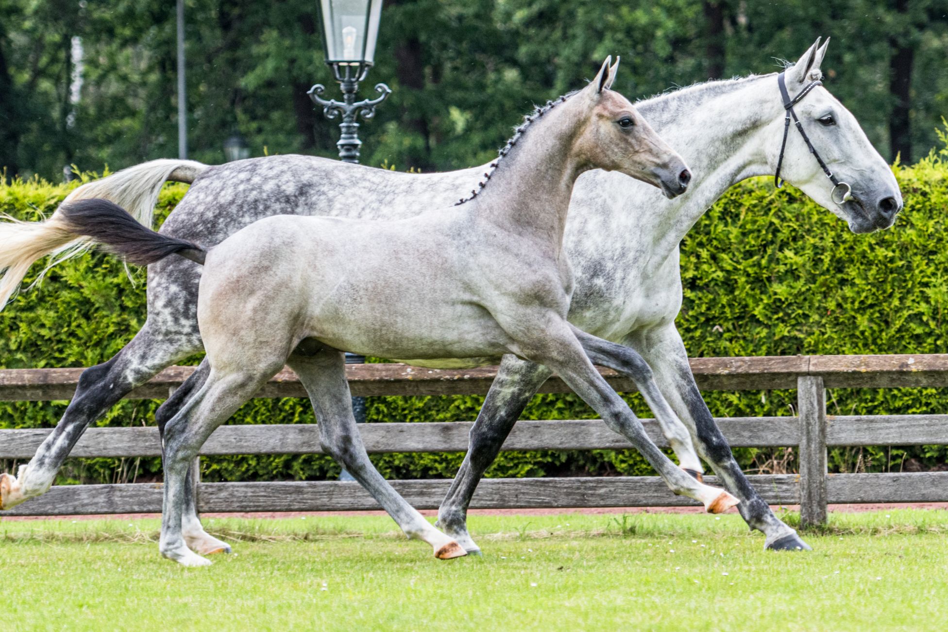Pardino VDL — KWPN · Stallion · 6y