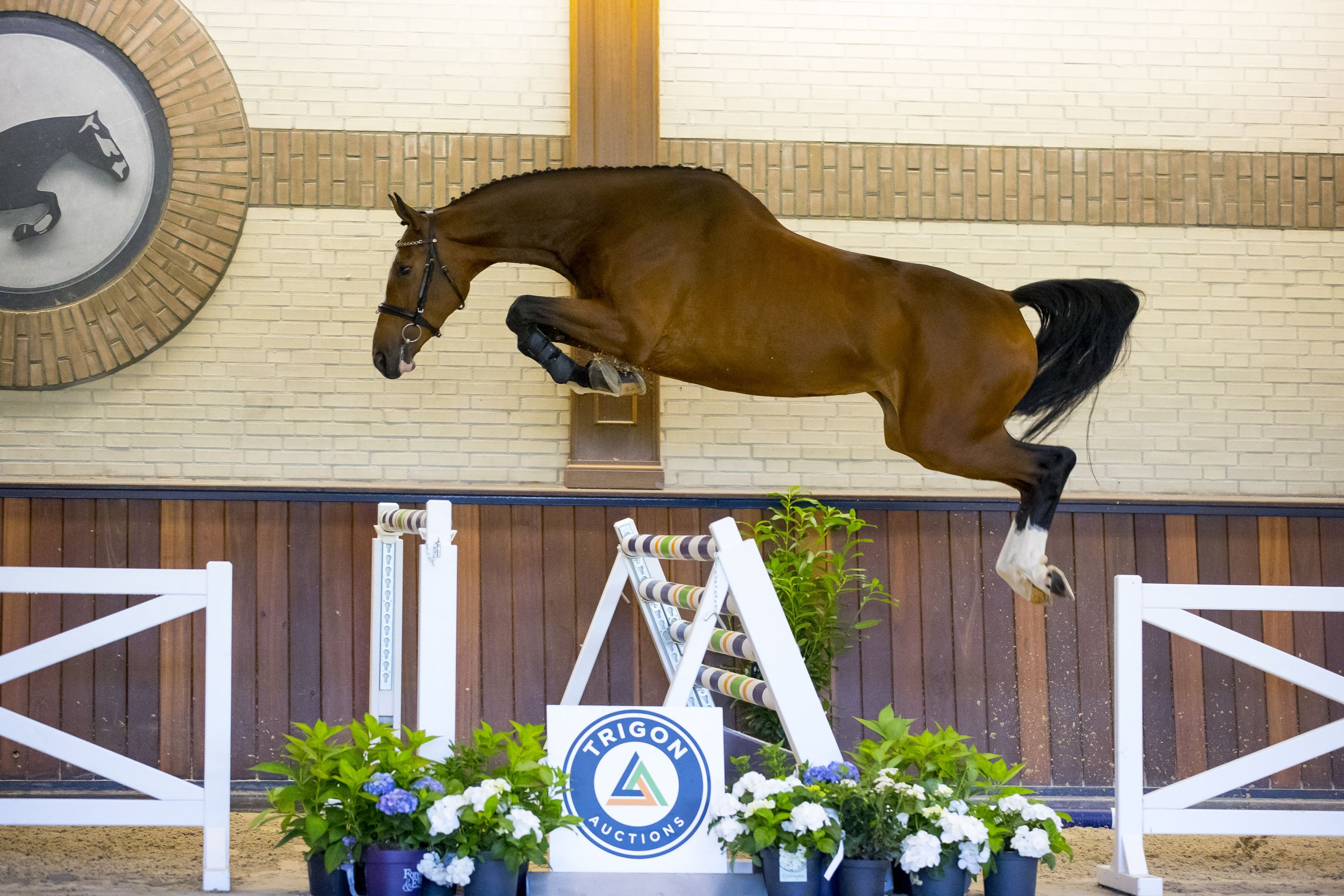 Namonika GE — KWPN · Stallion · 8y