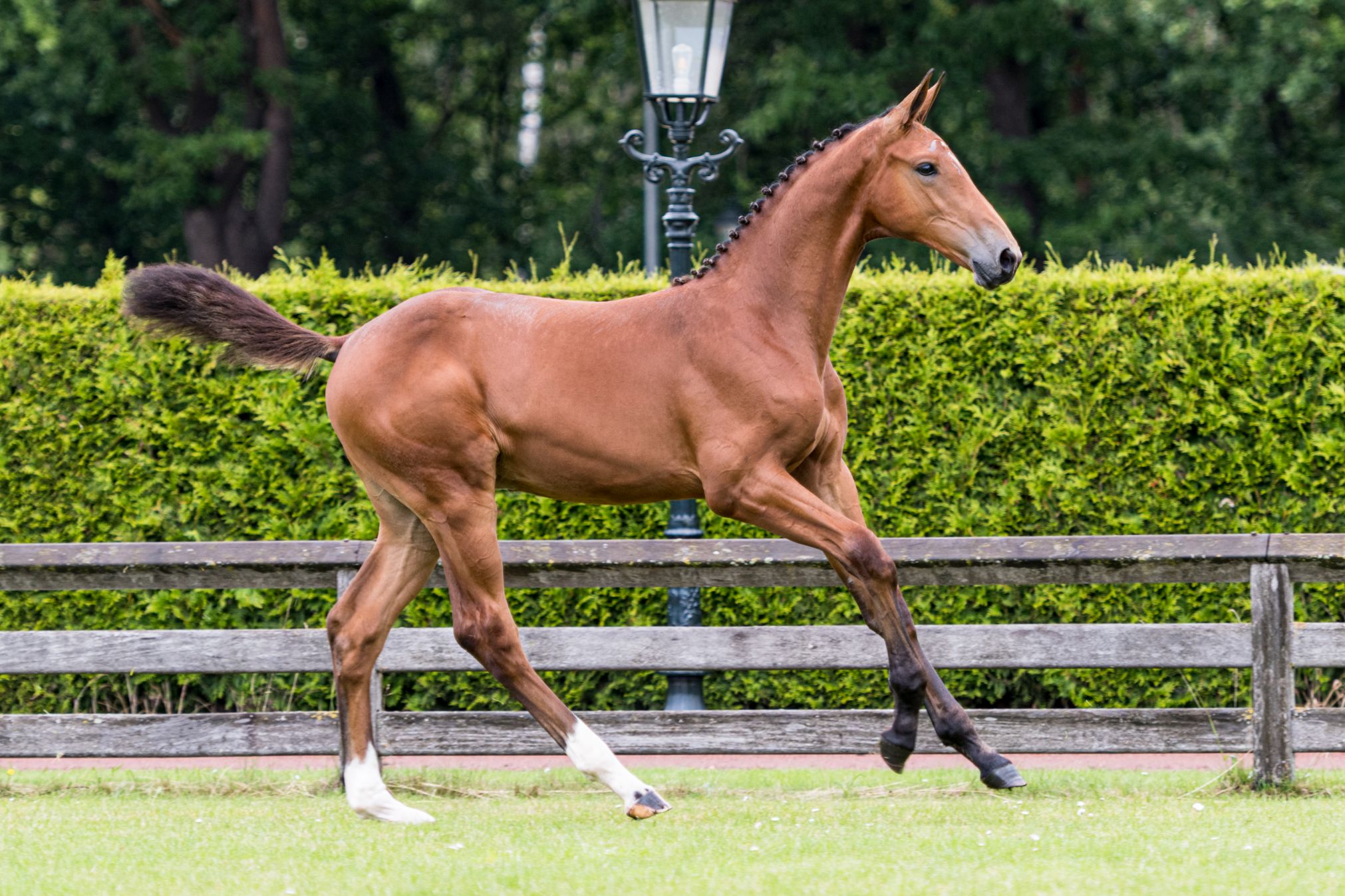 Pennsylvania — Stallion · 6y