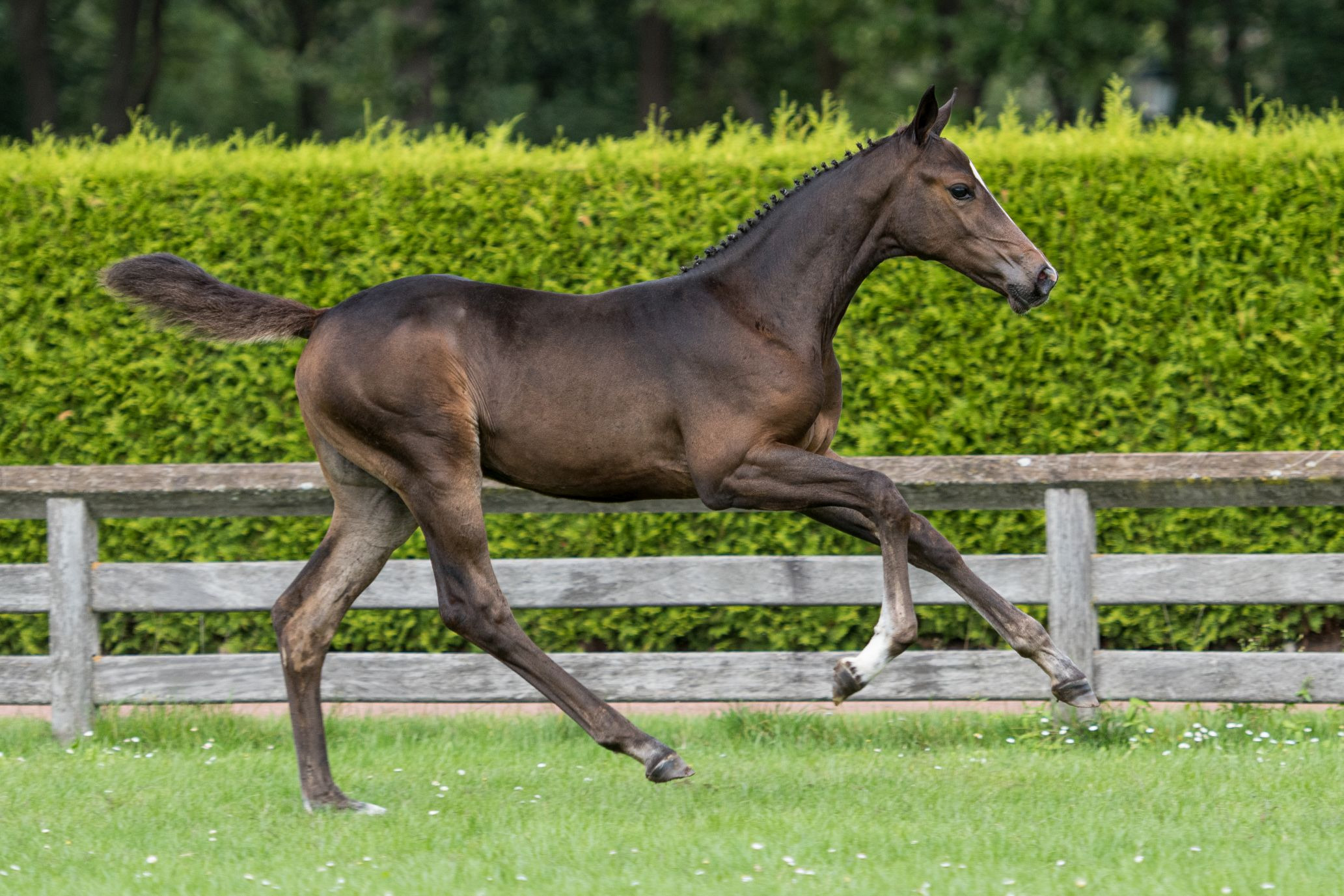 Canim Falls DB Z, filly by Cabrio van de Heffinck — Mare · 6y
