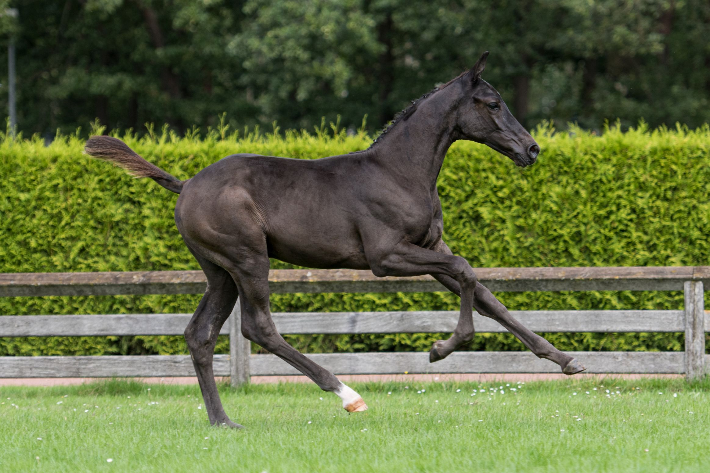 Nottingham II S, colt by Glasgow van't Merelsnest — Stallion · 6y