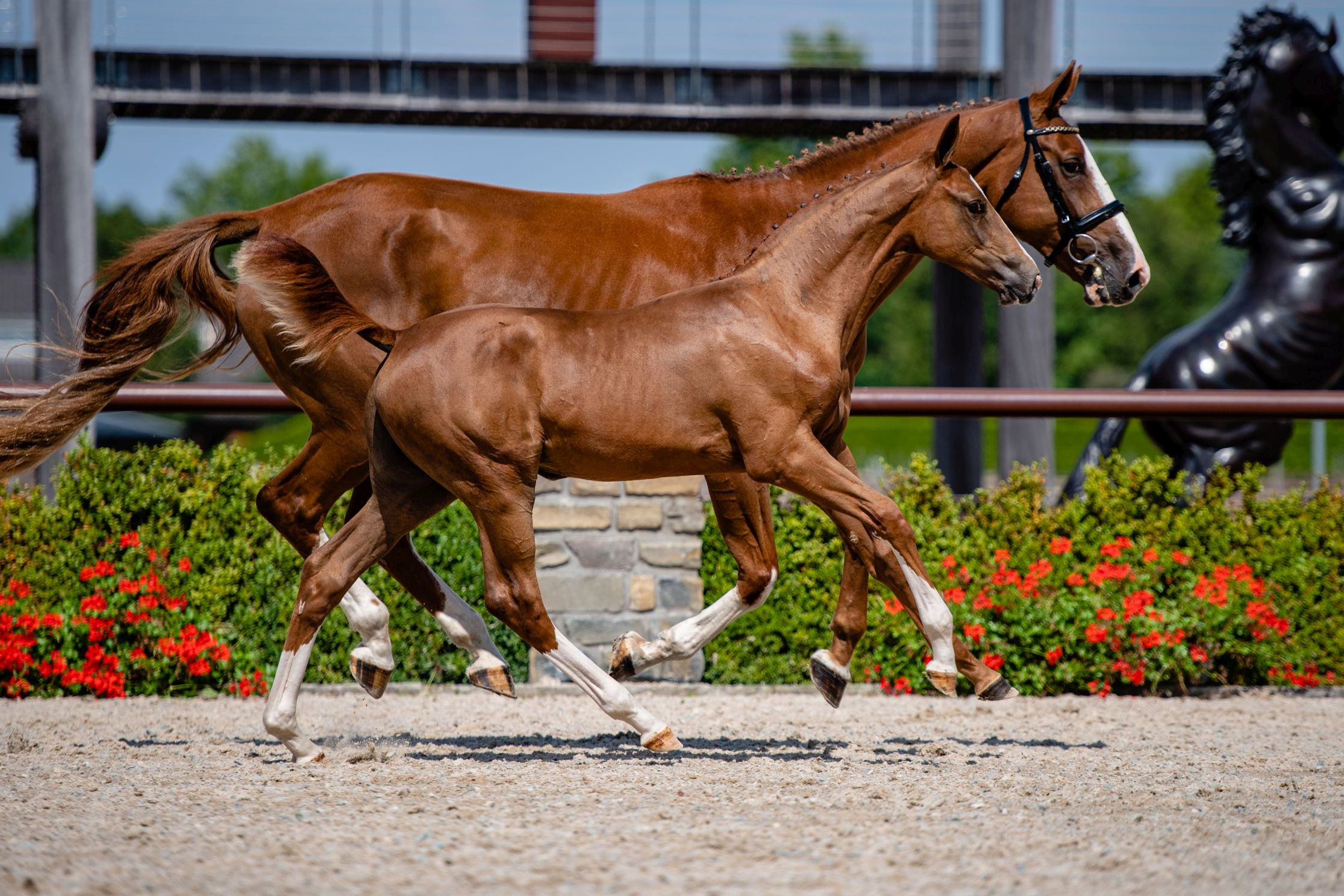 Rerusa H — Stallion · 5y