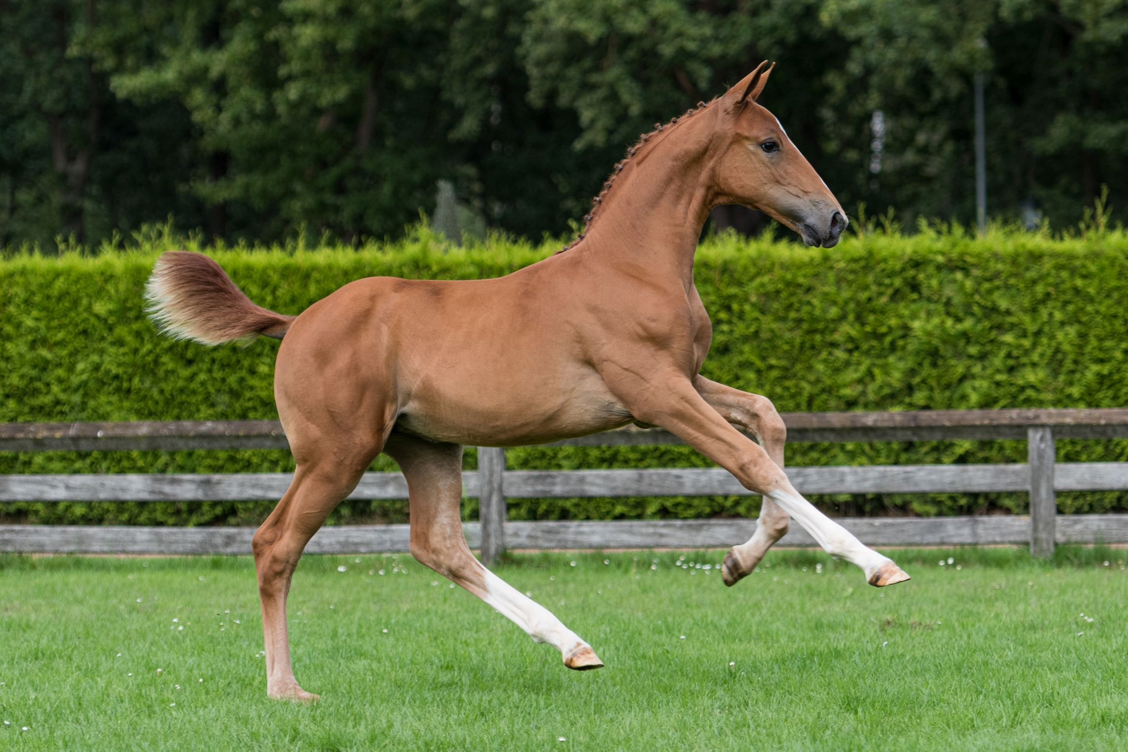 Benanda VDL Z, filly by Bacardi VDL — Mare · 15y