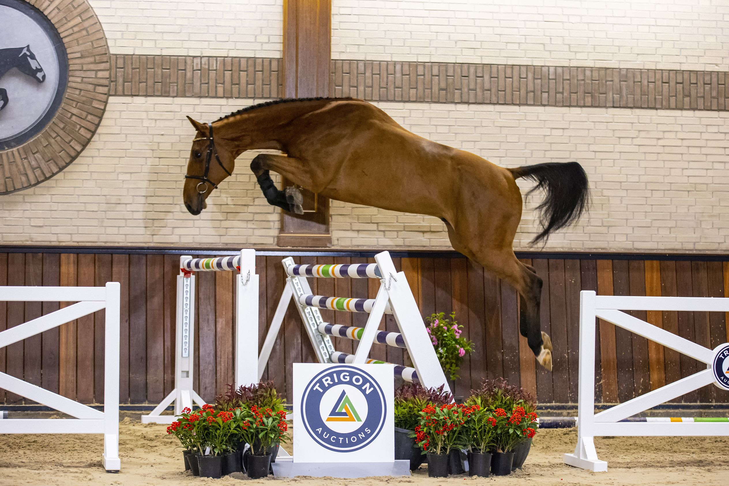 Macho Esprit, gelding by Cohinoor VDL — Gelding · 9y