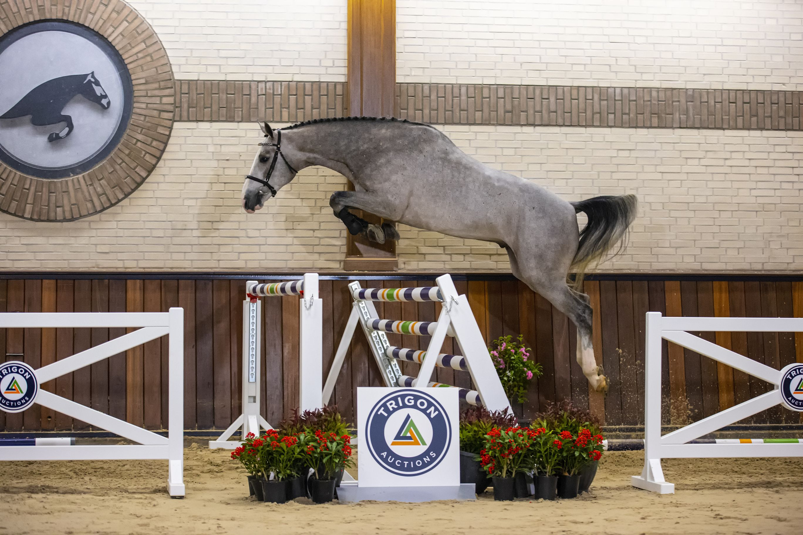Max Blue, gelding by Zirocco Blue VDL — Gelding · 9y