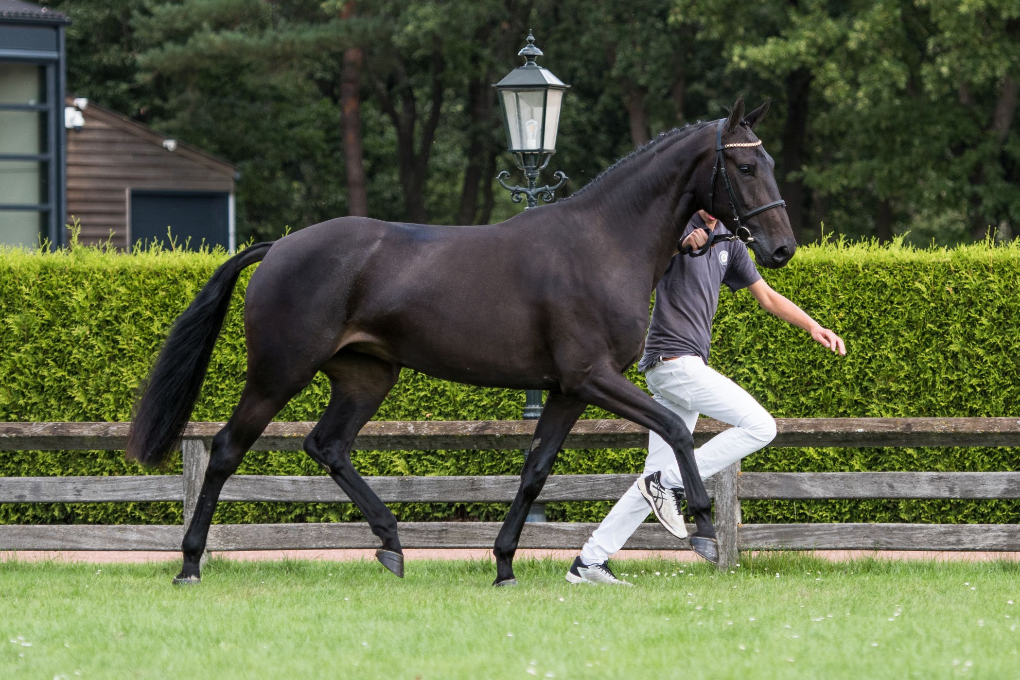 Miss Holivia VDL, mare by Cardento — Mare · 9y