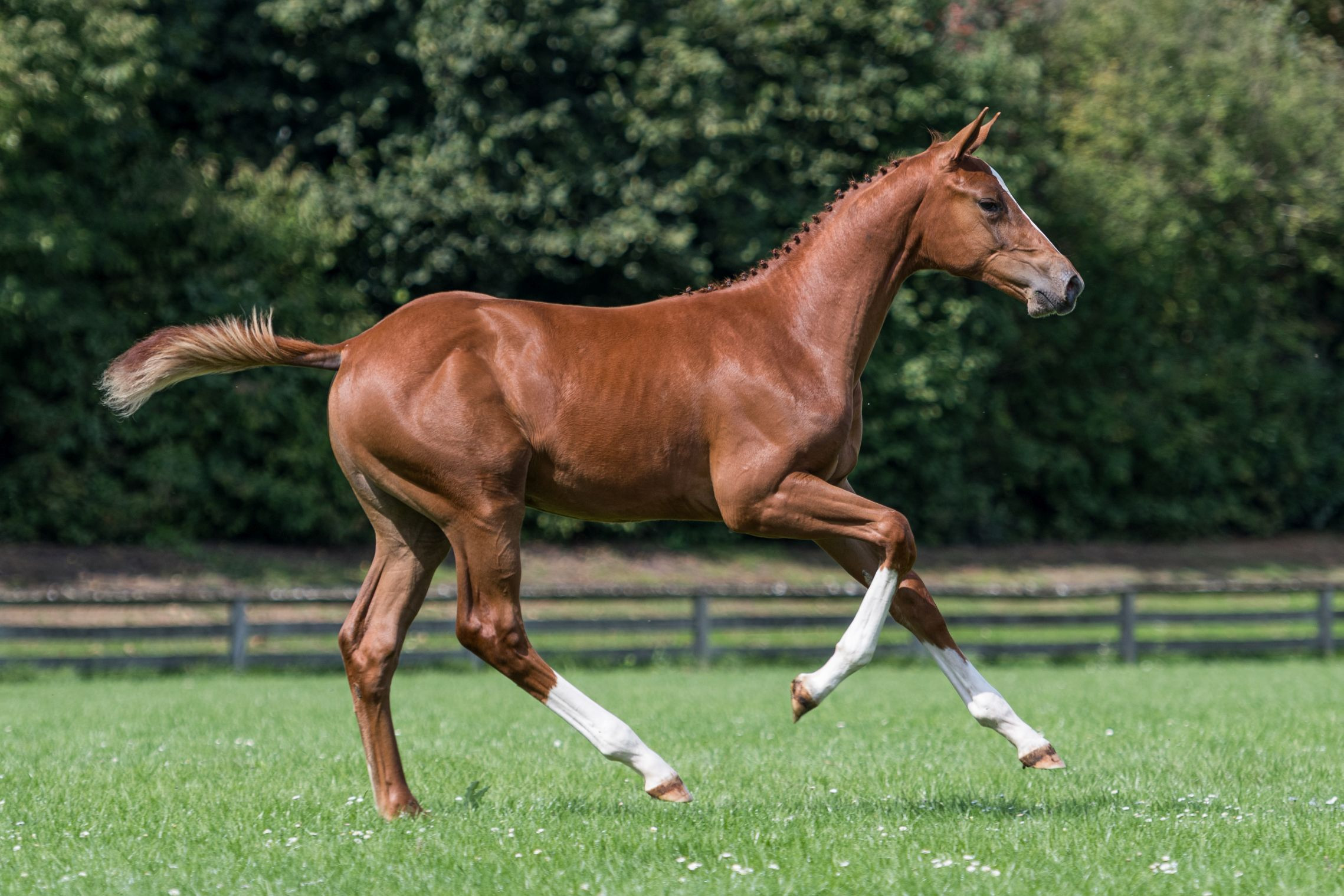 Palermo, filly by Diamant de Semilly — Mare · 6y