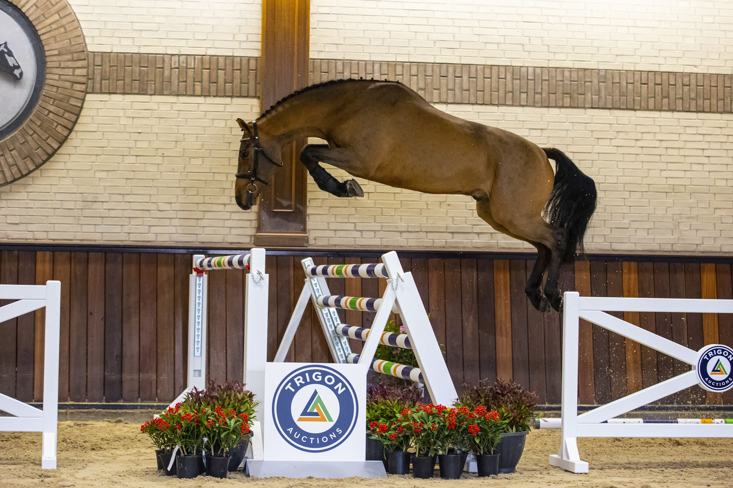 Marrant, gelding by Arezzo VDL — KWPN · Gelding · 9y