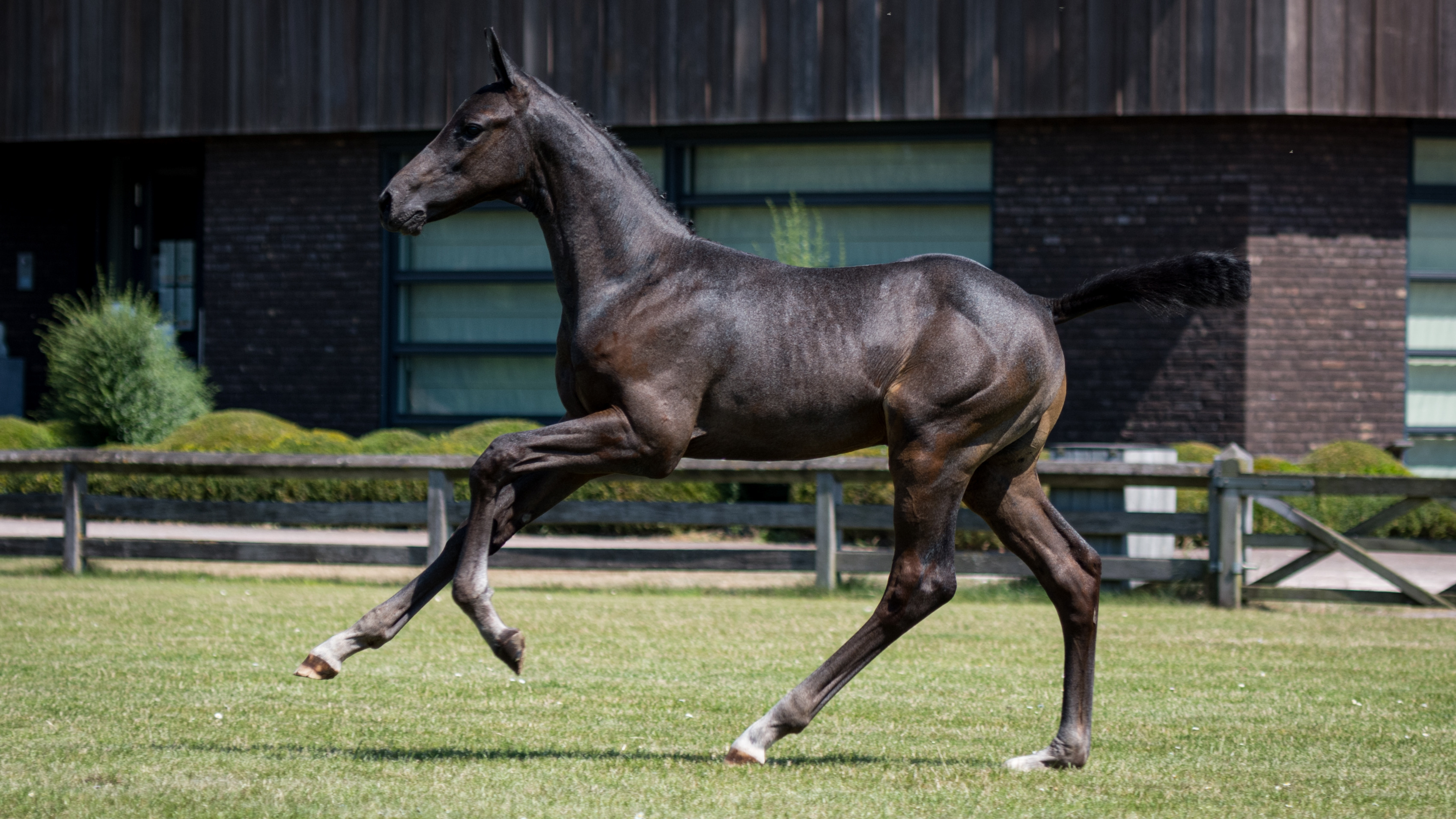 Paljas K, colt by Dallas VDL — Stallion · 6y