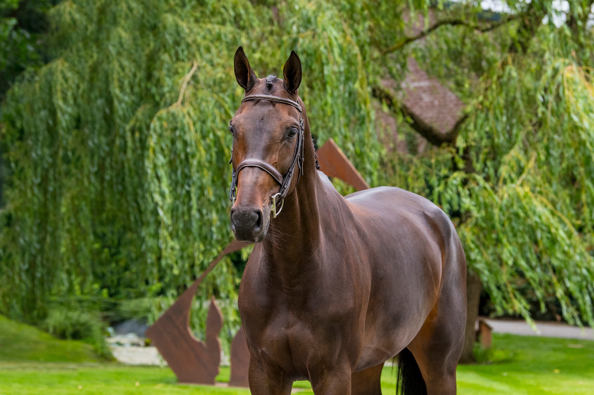 Gold Digger Z – Dutch Sport Horse Sales