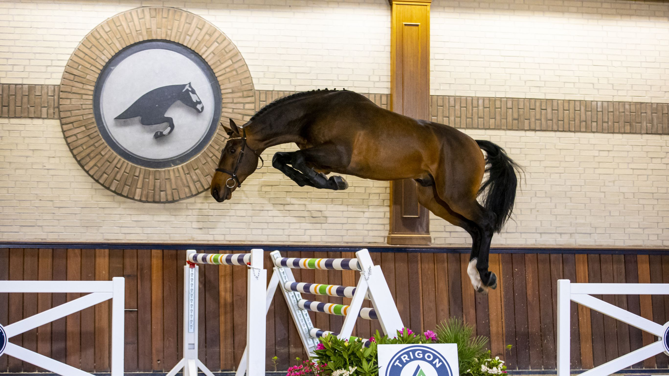 Nantender VDL, stallion by Harley VDL — Stallion · 8y