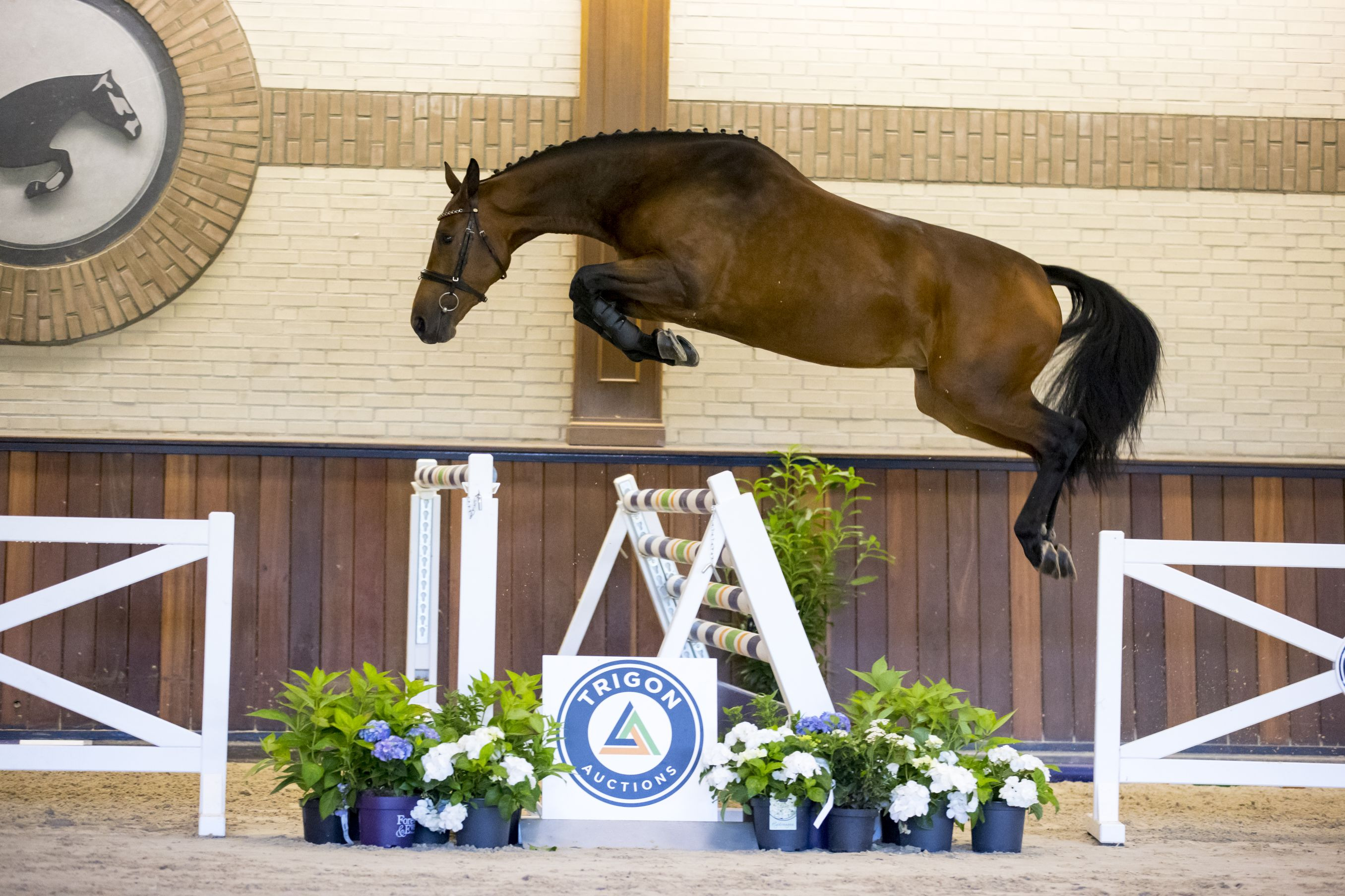Fancara VDL Z — Stallion · 8y