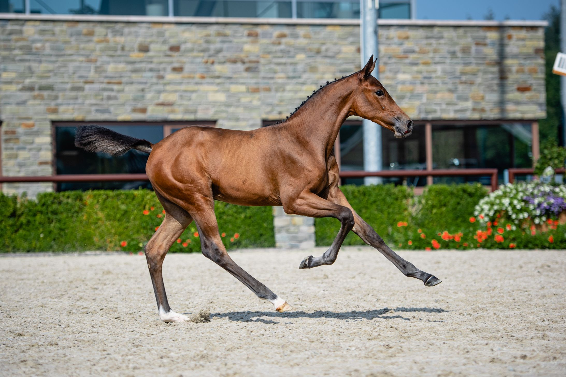 Reloma HB — Stallion · 5y