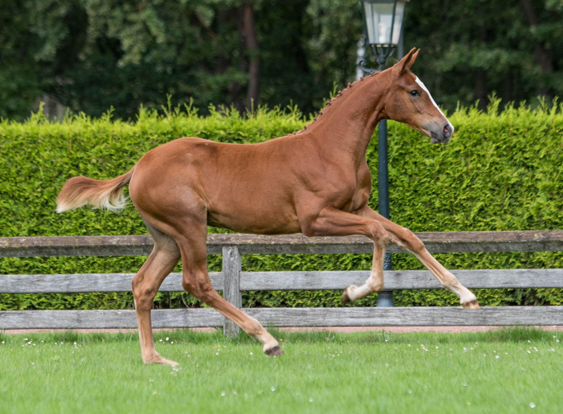 Piereina-Tren, filly by Arezzo VDL — Mare · 6y