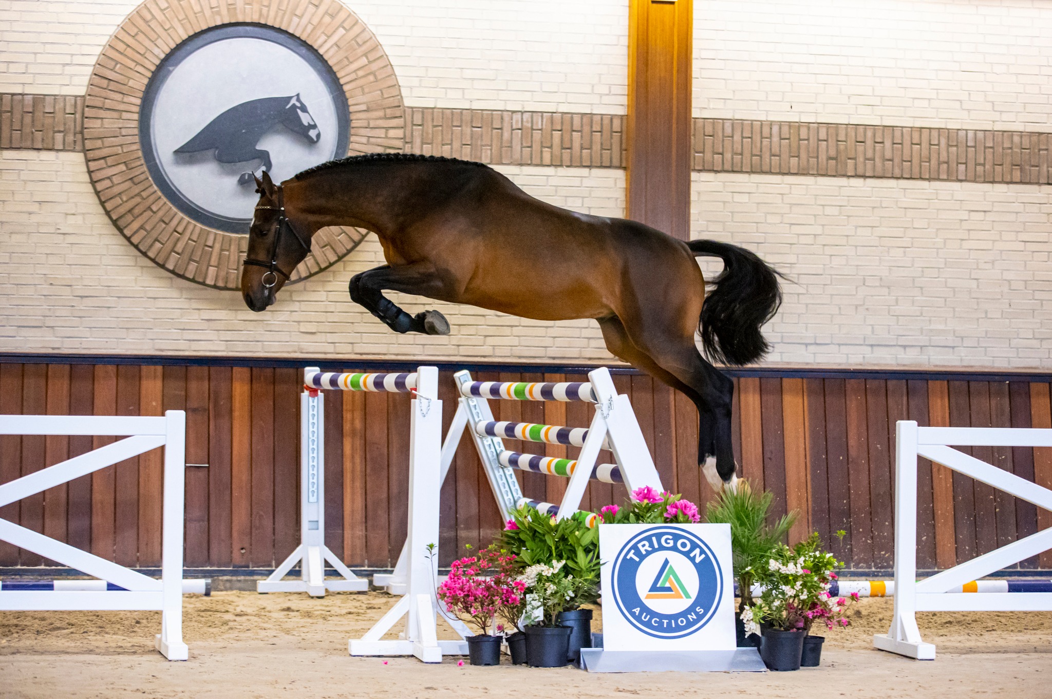 Nevesto VDL, stallion by Etoulon VDL — Stallion · 8y
