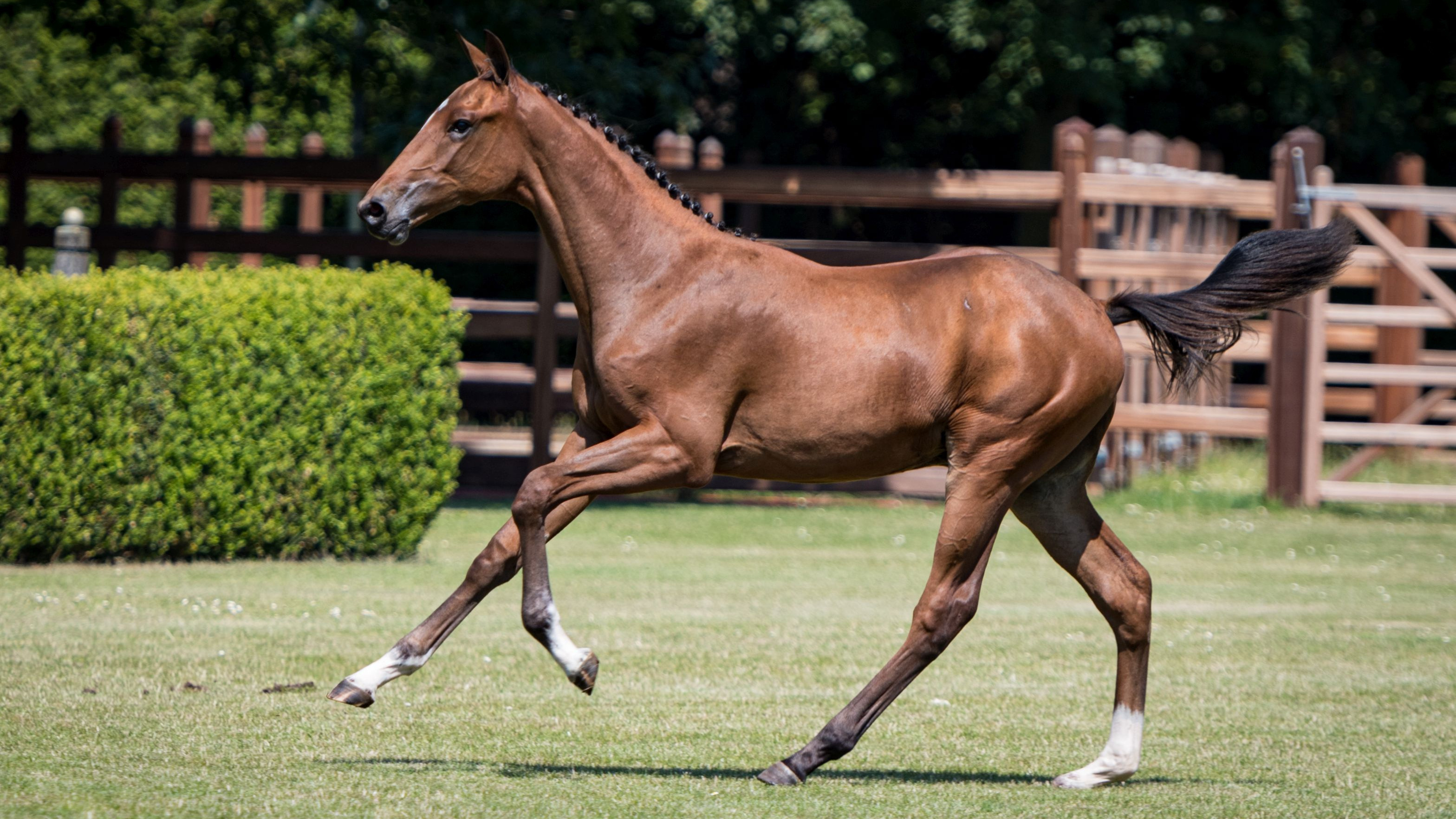 Platina, colt by Liamant VDL — Stallion · 6y