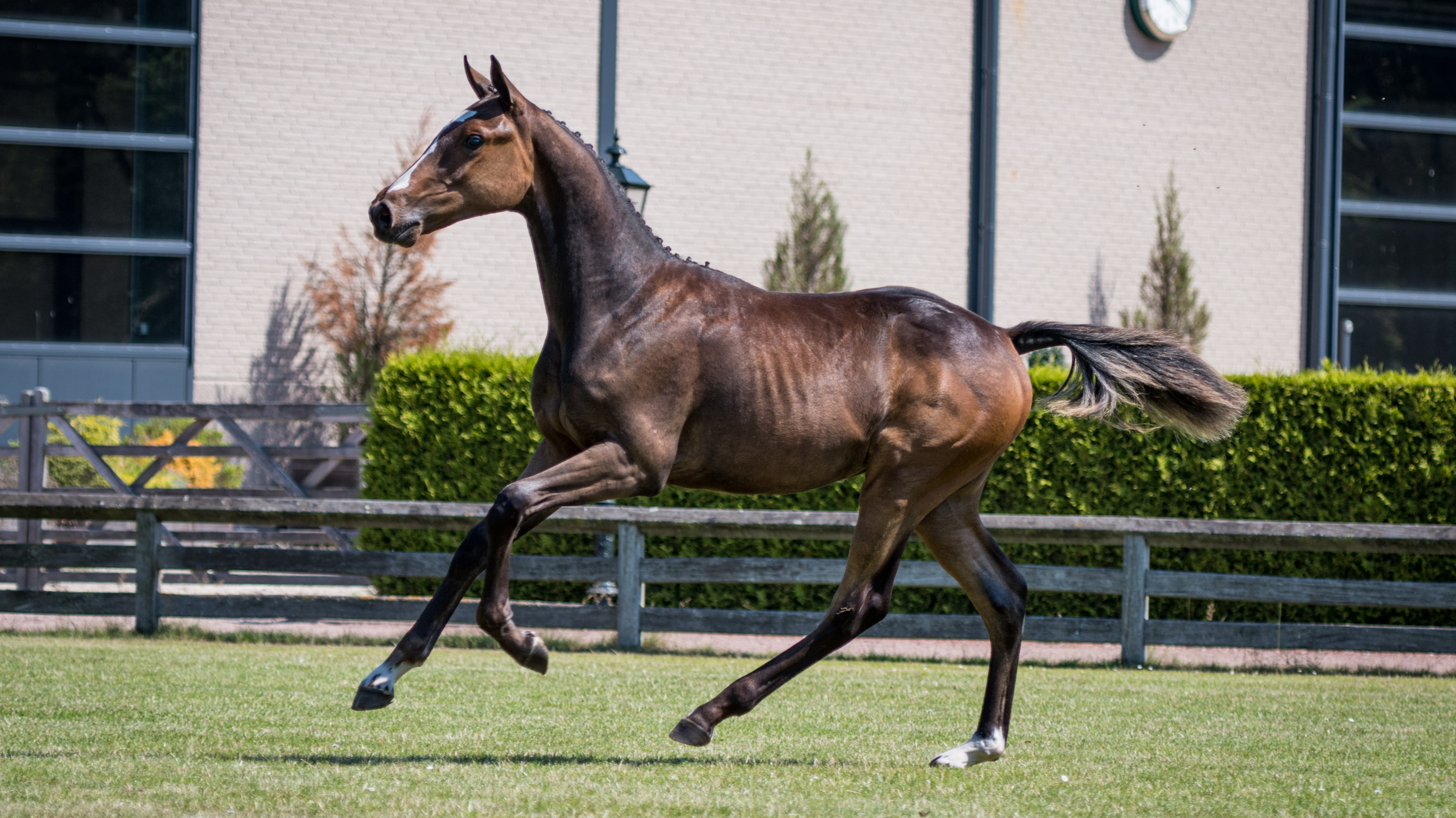 Pearl Jam V&V, colt by Harley VDL — Stallion · 6y