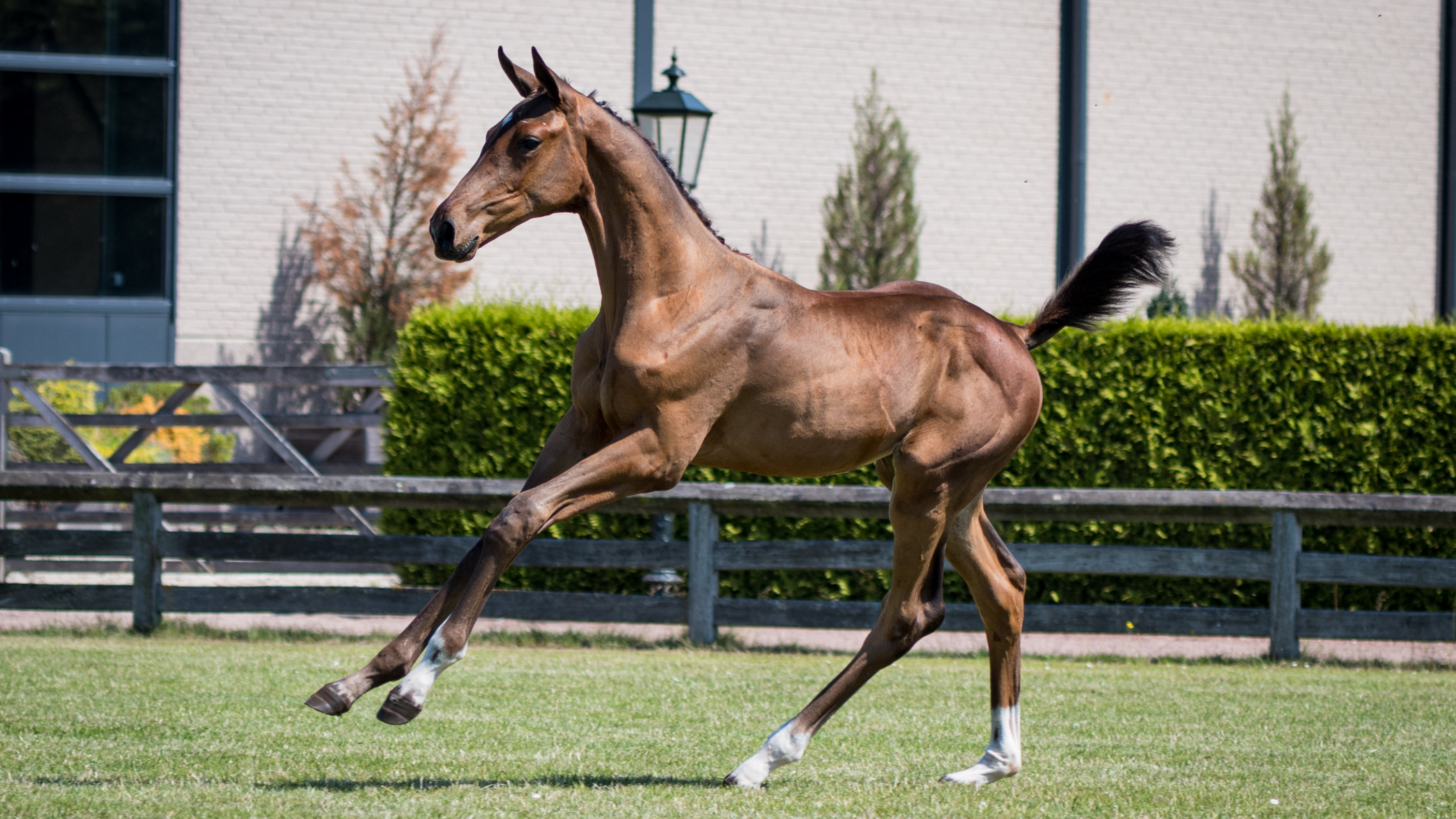 Perfect O'Loma, filly by Hardrock Z — Mare · 6y