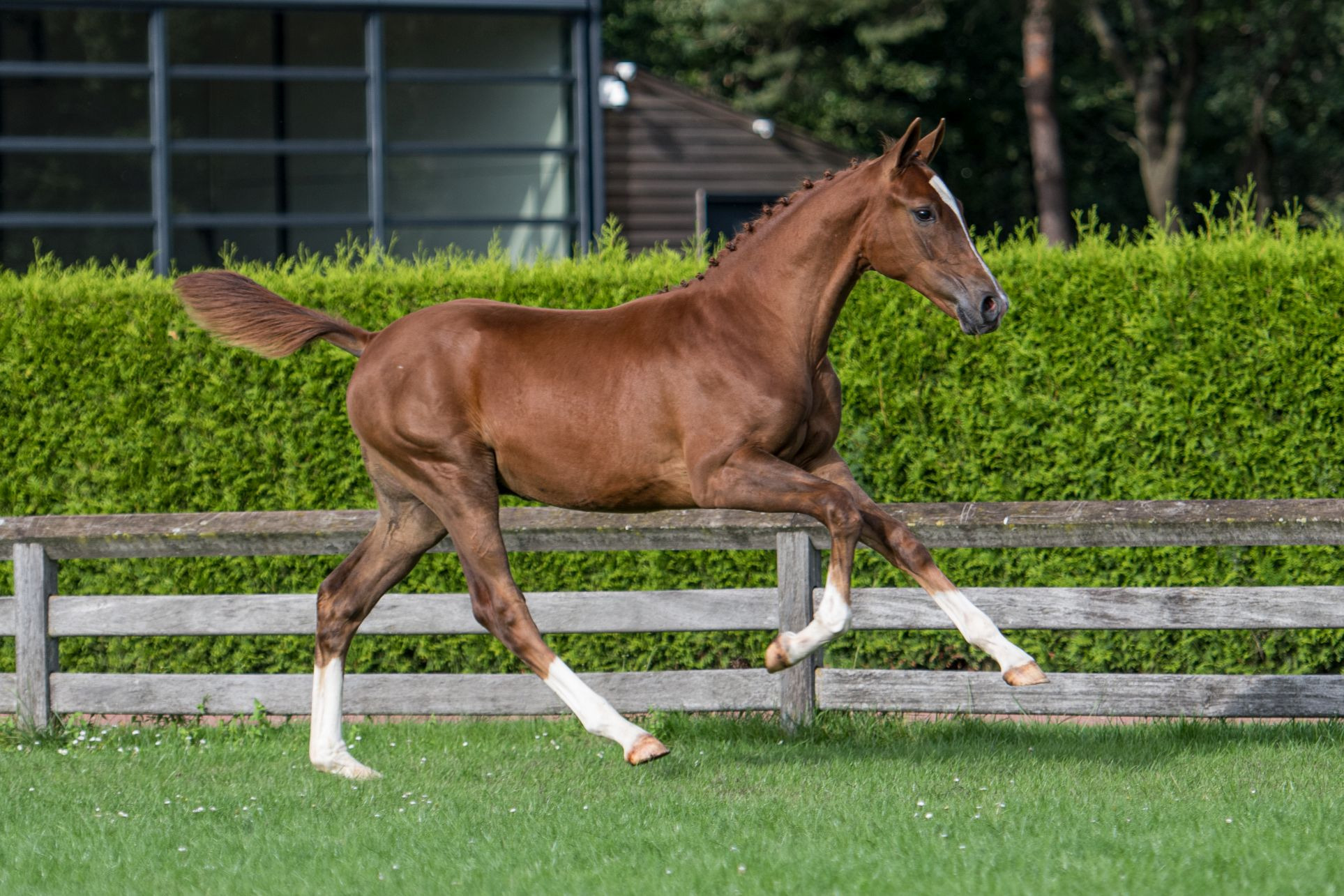 Pedro, colt by Cohinoor VDL — Stallion · 6y