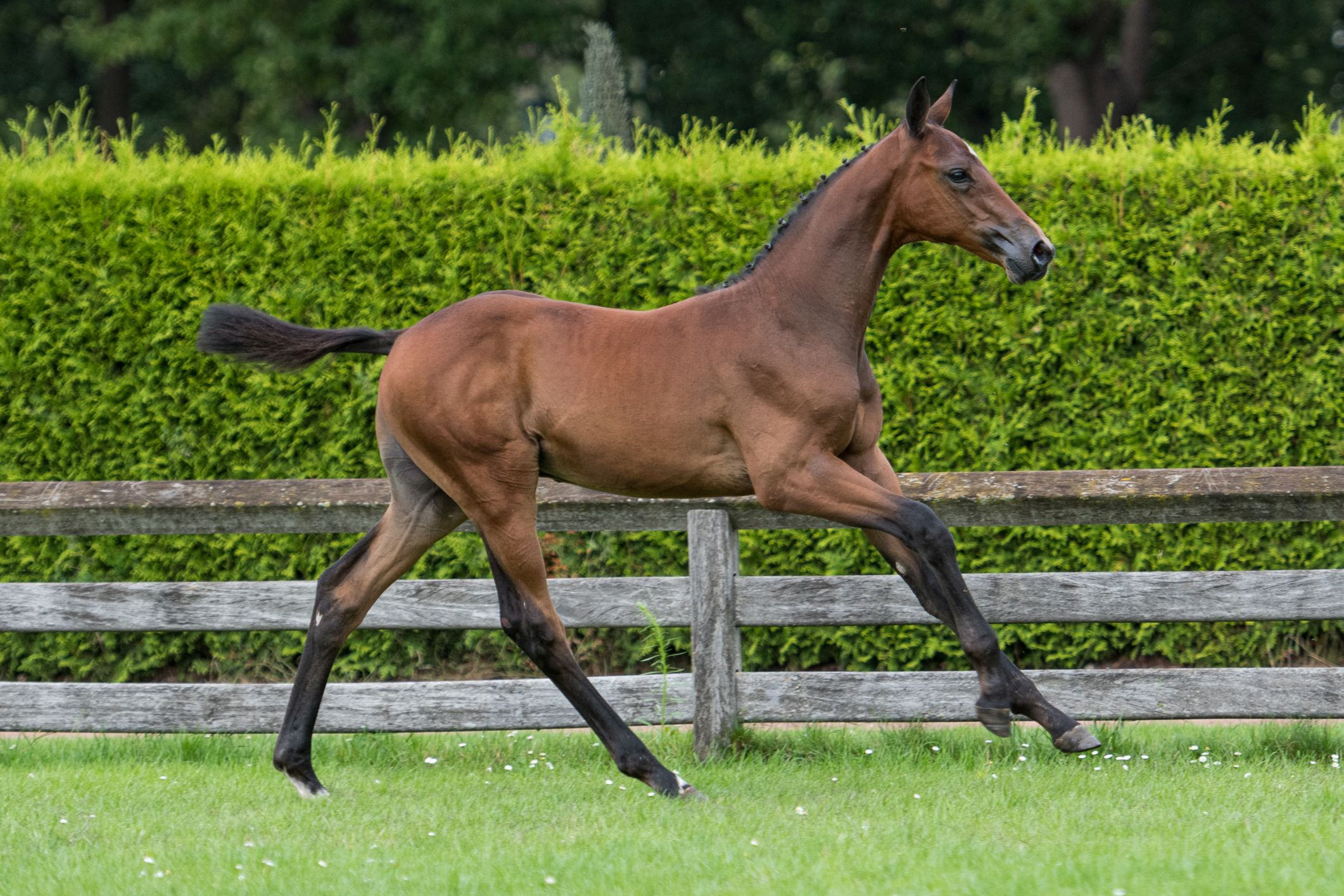 Portland VDL, colt by Carrera VDL — Stallion · 6y