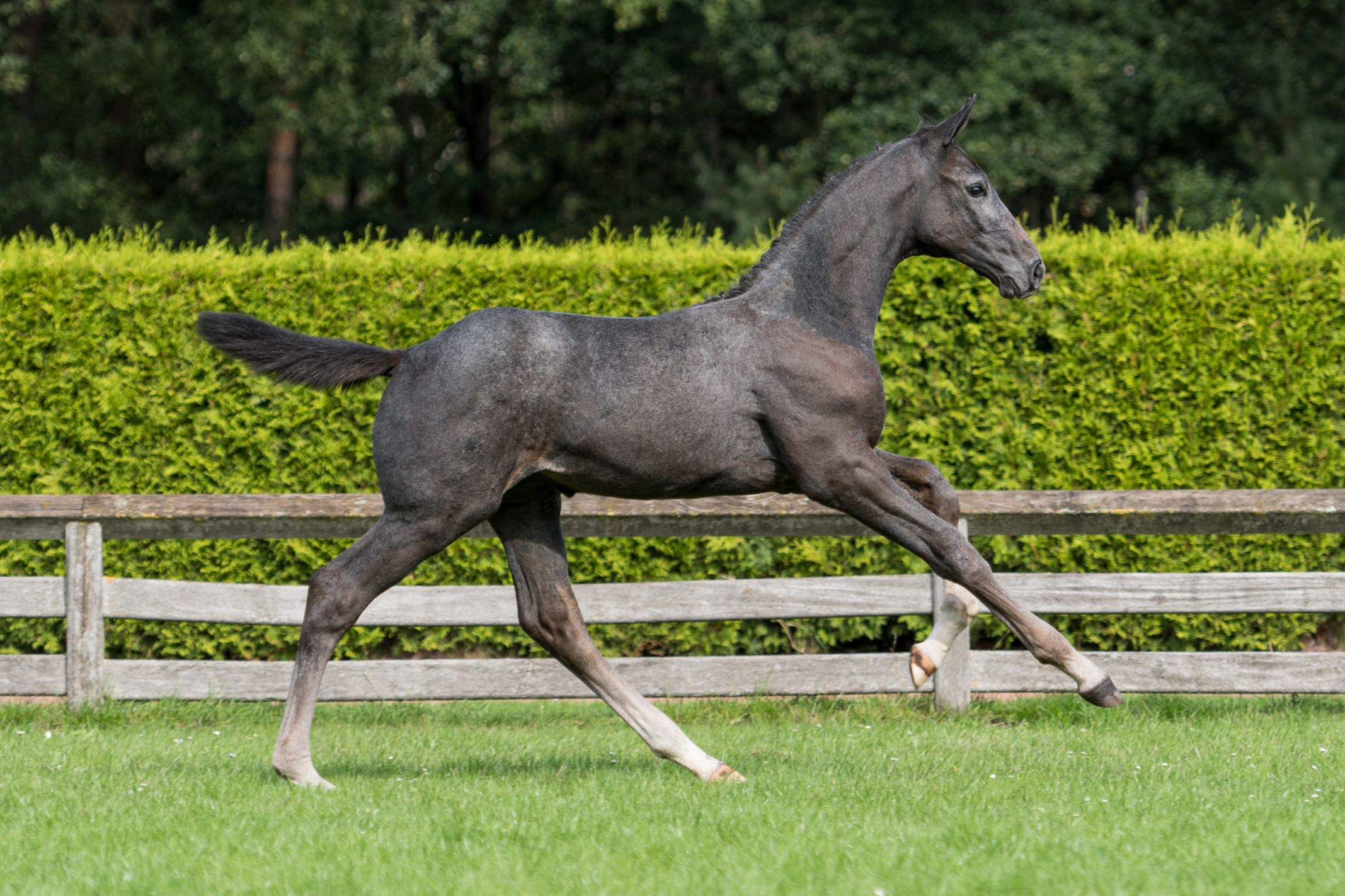 Happyfly Avo's Z, colt by Hermantico — Stallion · 6y