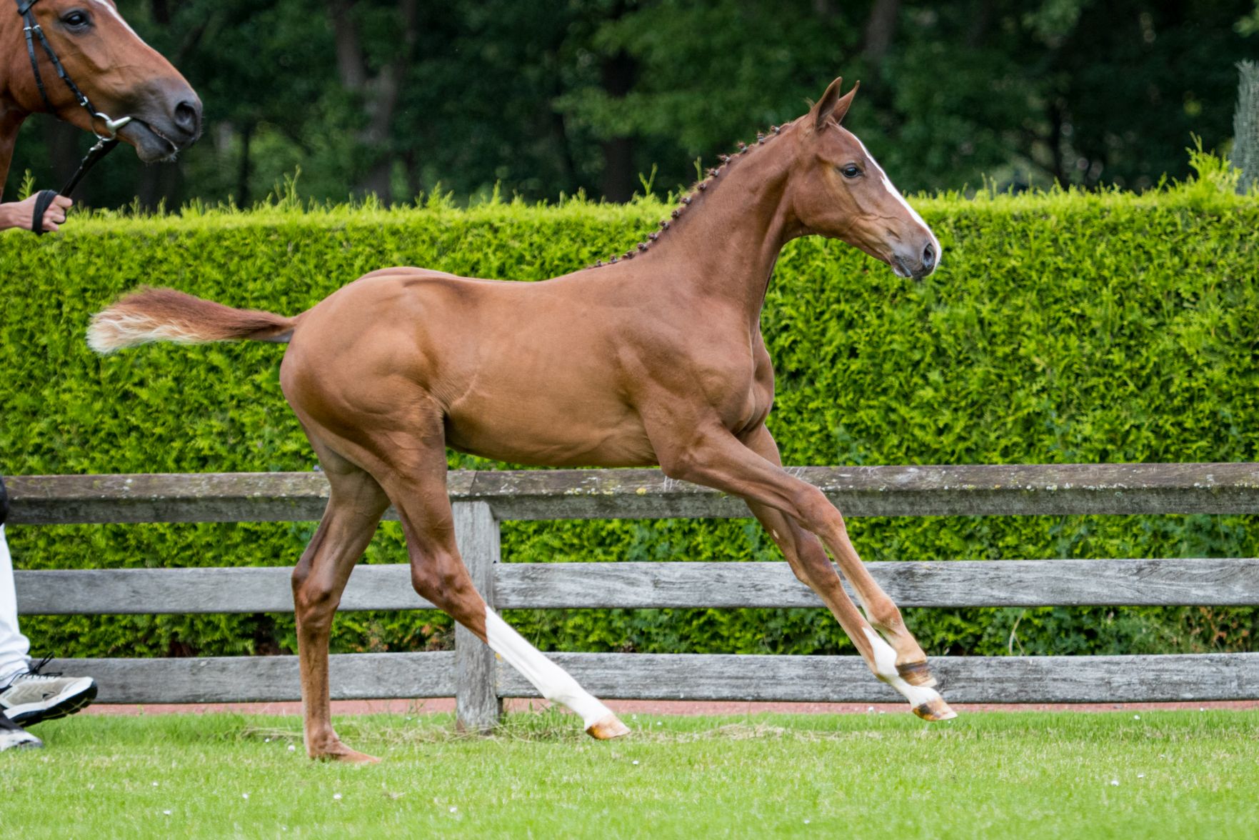 Petareusa VDL — Stallion · 6y