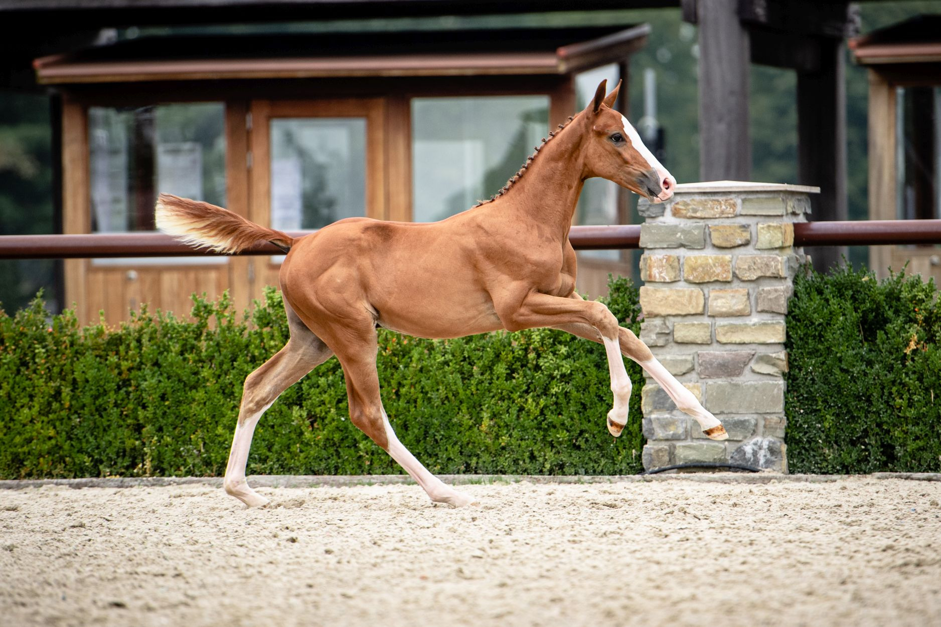 Look des Cedres Verts - NOT SOLD — Stallion · 5y