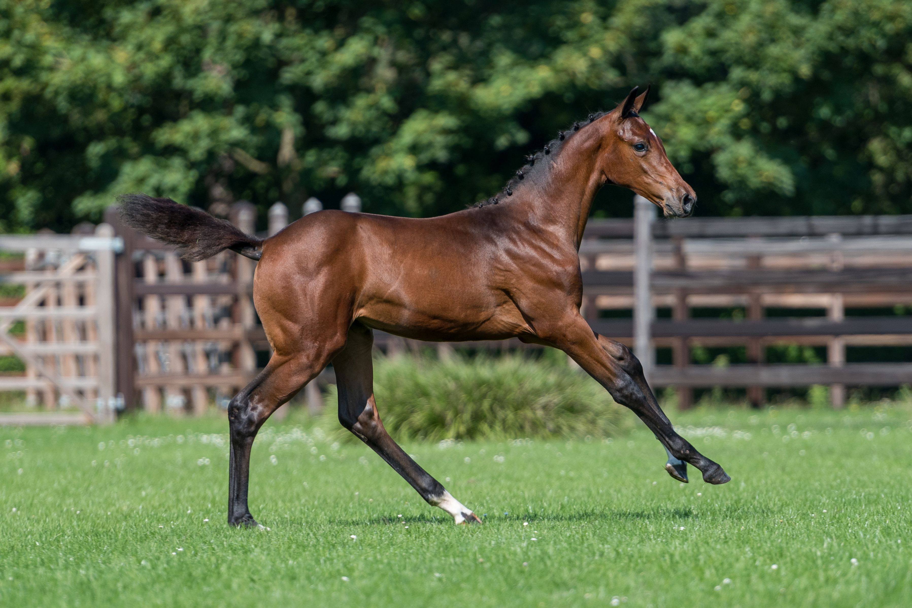 Pommelien JHX, filly by Hardrock Z — Mare · 6y