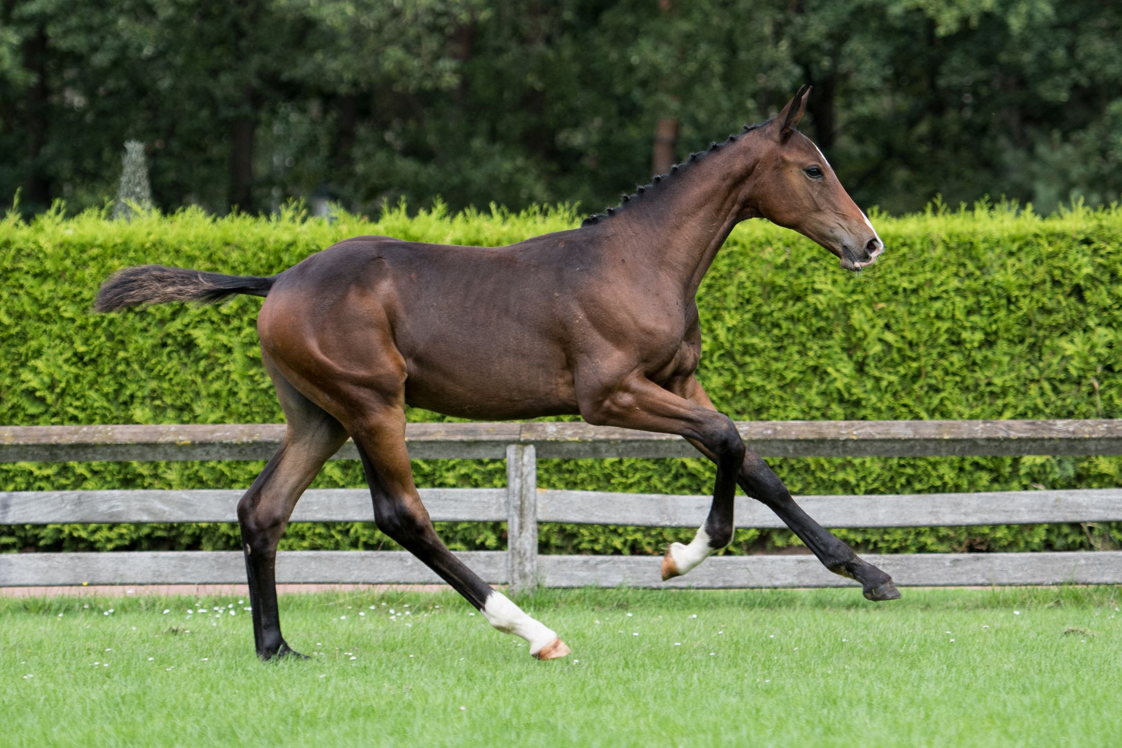 Zilevio ML, colt by Zirocco Blue VDL — Stallion · 6y