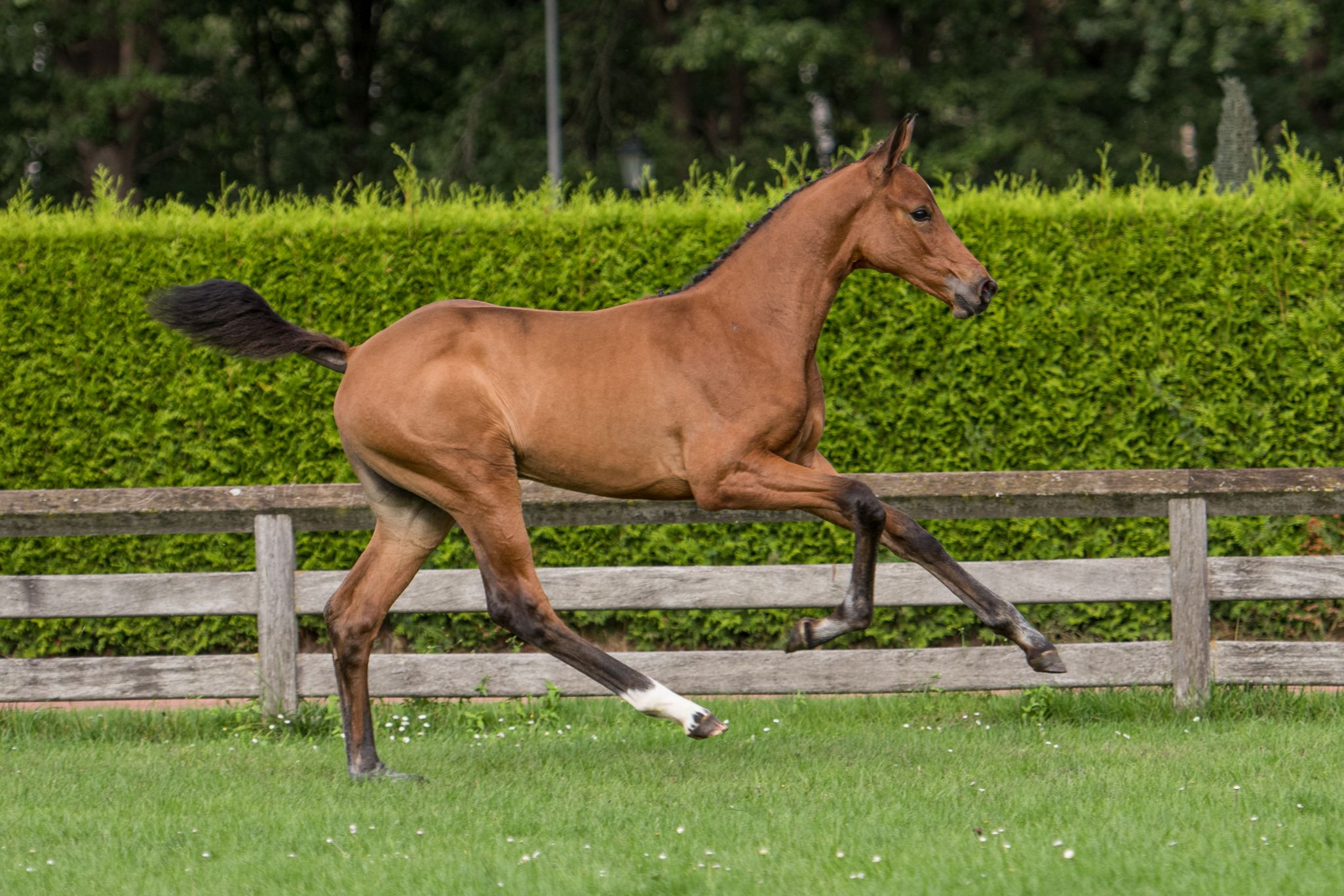 Piarette H, filly by Jardonnay VDL — Mare · 6y
